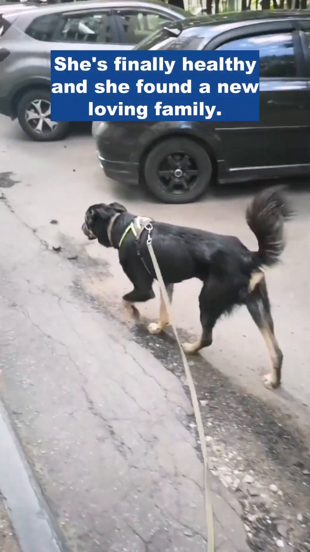 Bacha, looking healthier and happier, walks on a leash with her new family.