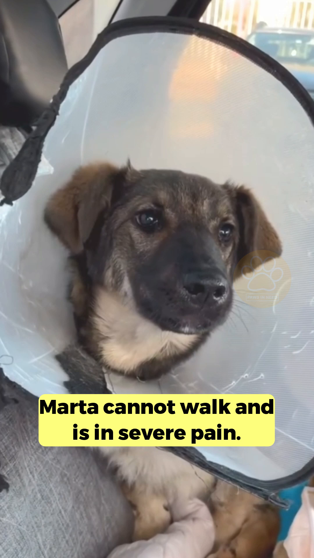 Marta, wearing a cone, cautiously eats from a bowl.