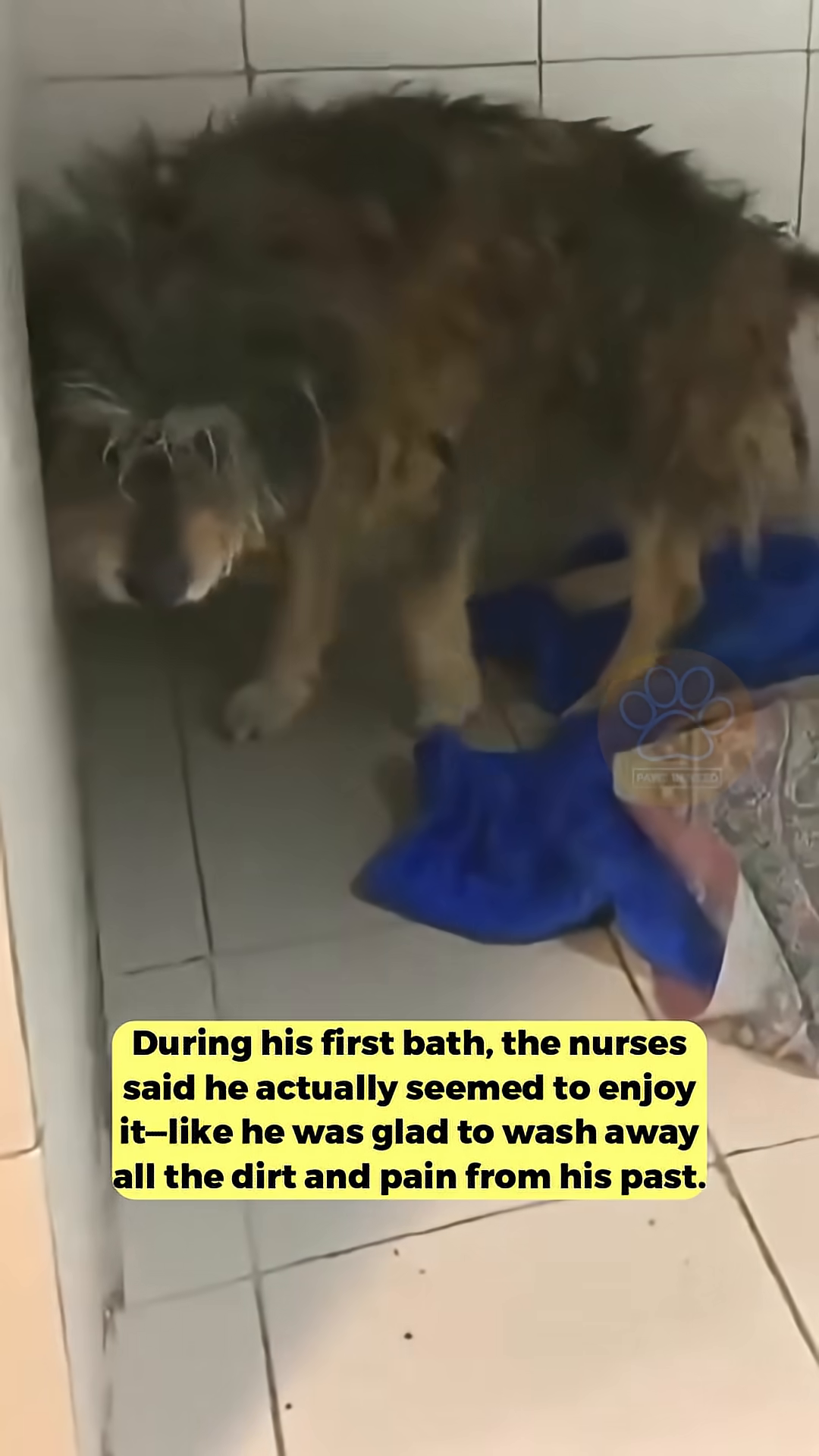 A person gently brushing the dog's fur, which is starting to grow back.
