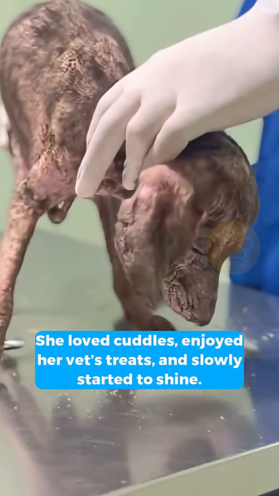 A woman is holding the puppy, who is now named Cacau.
