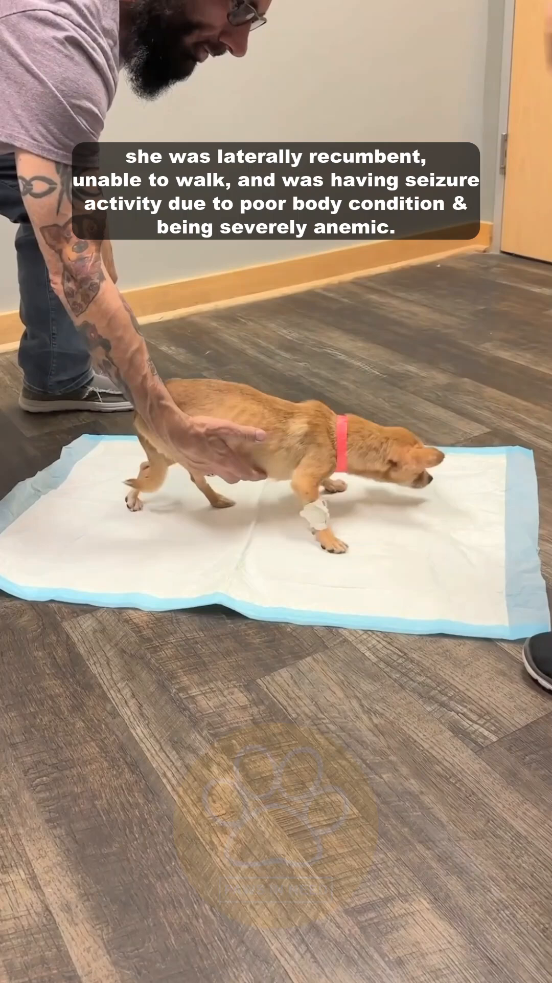 A man is holding a tan dog, supporting its hindquarters as it stands on a white pad, with an IV bandage on its front leg.