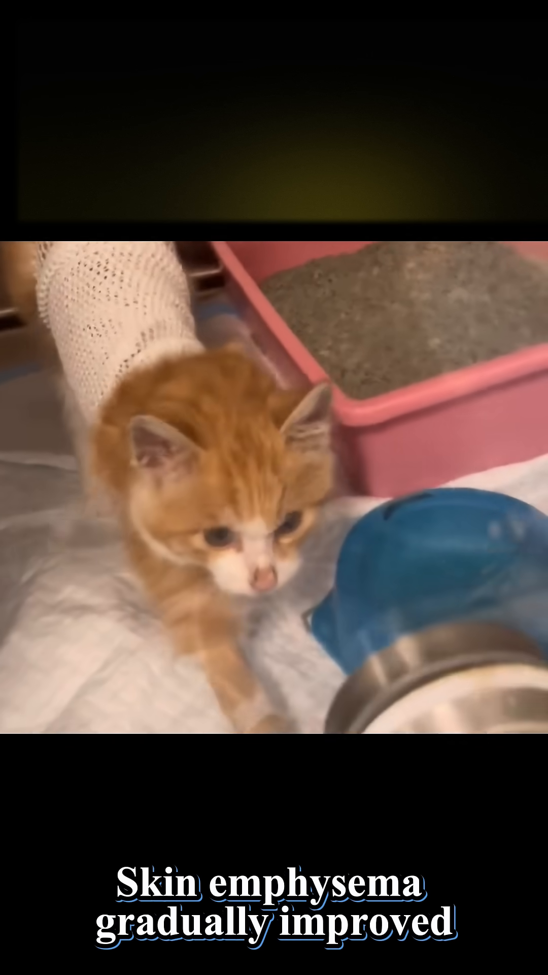 An orange and white kitten with a bandage around its torso, drinking from a bottle.