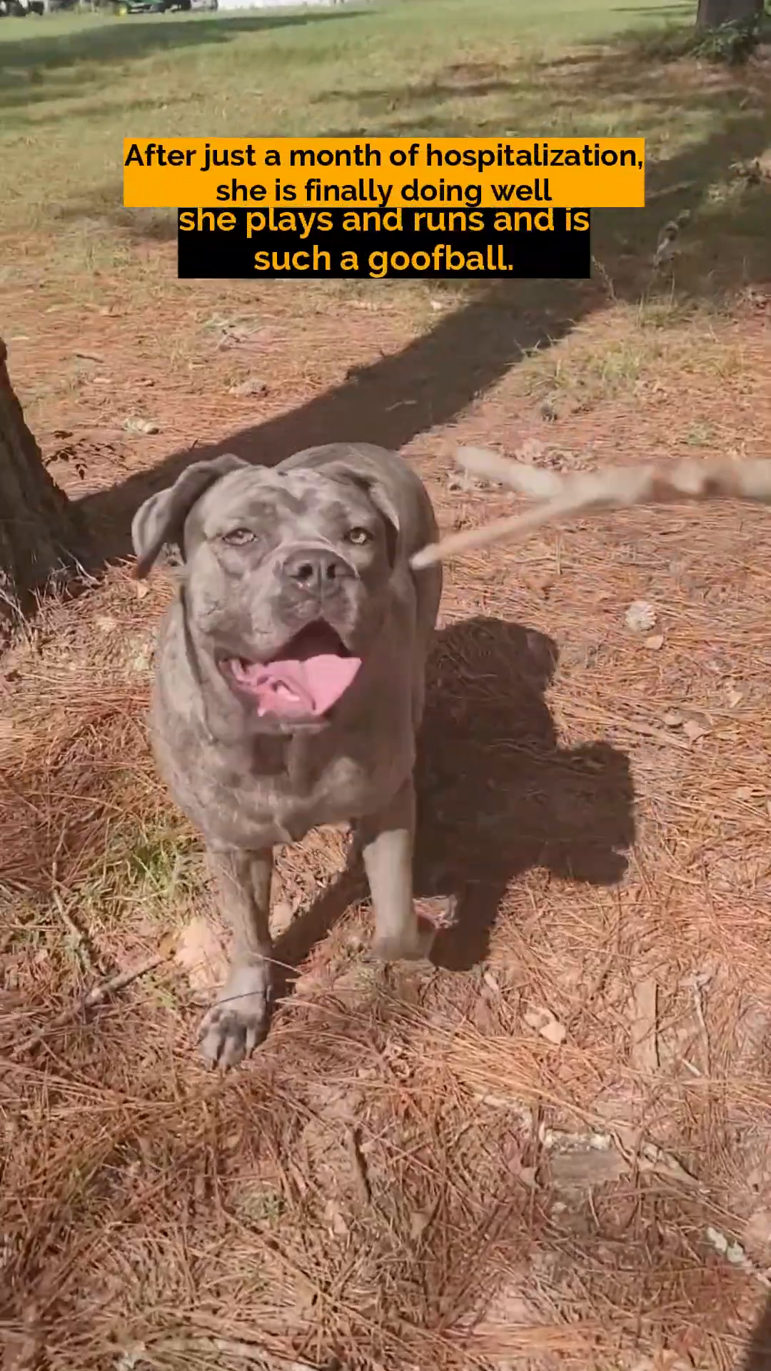 A grey dog happily holds a stick in its mouth, looking at the camera.