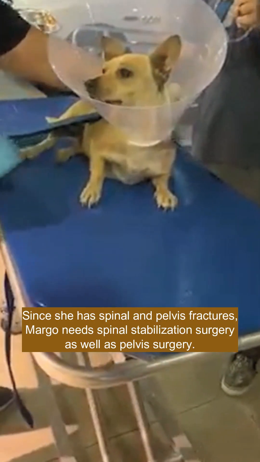 A dog wearing a clear medical cone lies on a blue examination table, with medical staff attending to it.