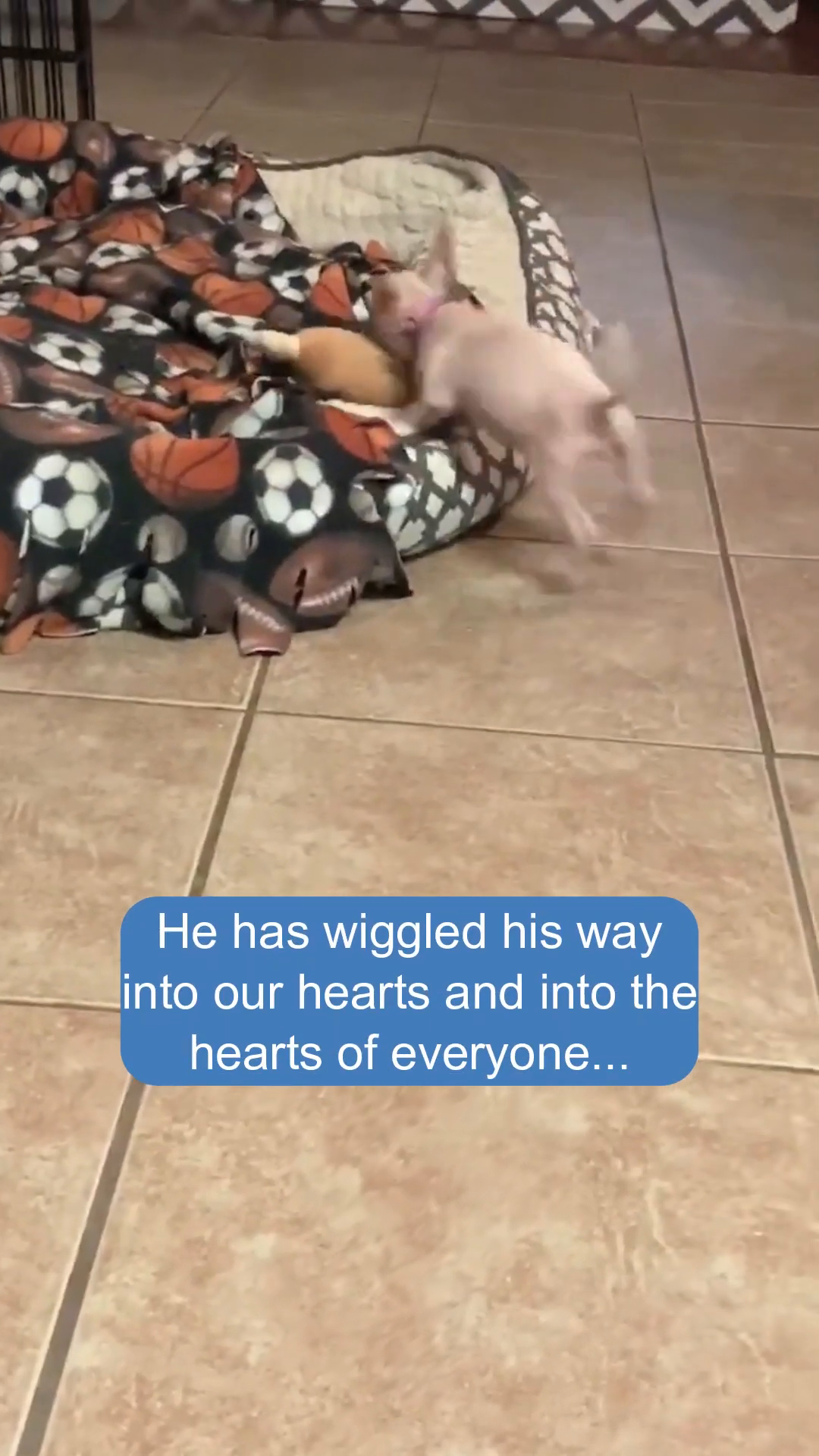 A small, pinkish puppy is playing on a bed with a patterned blanket, looking happy.