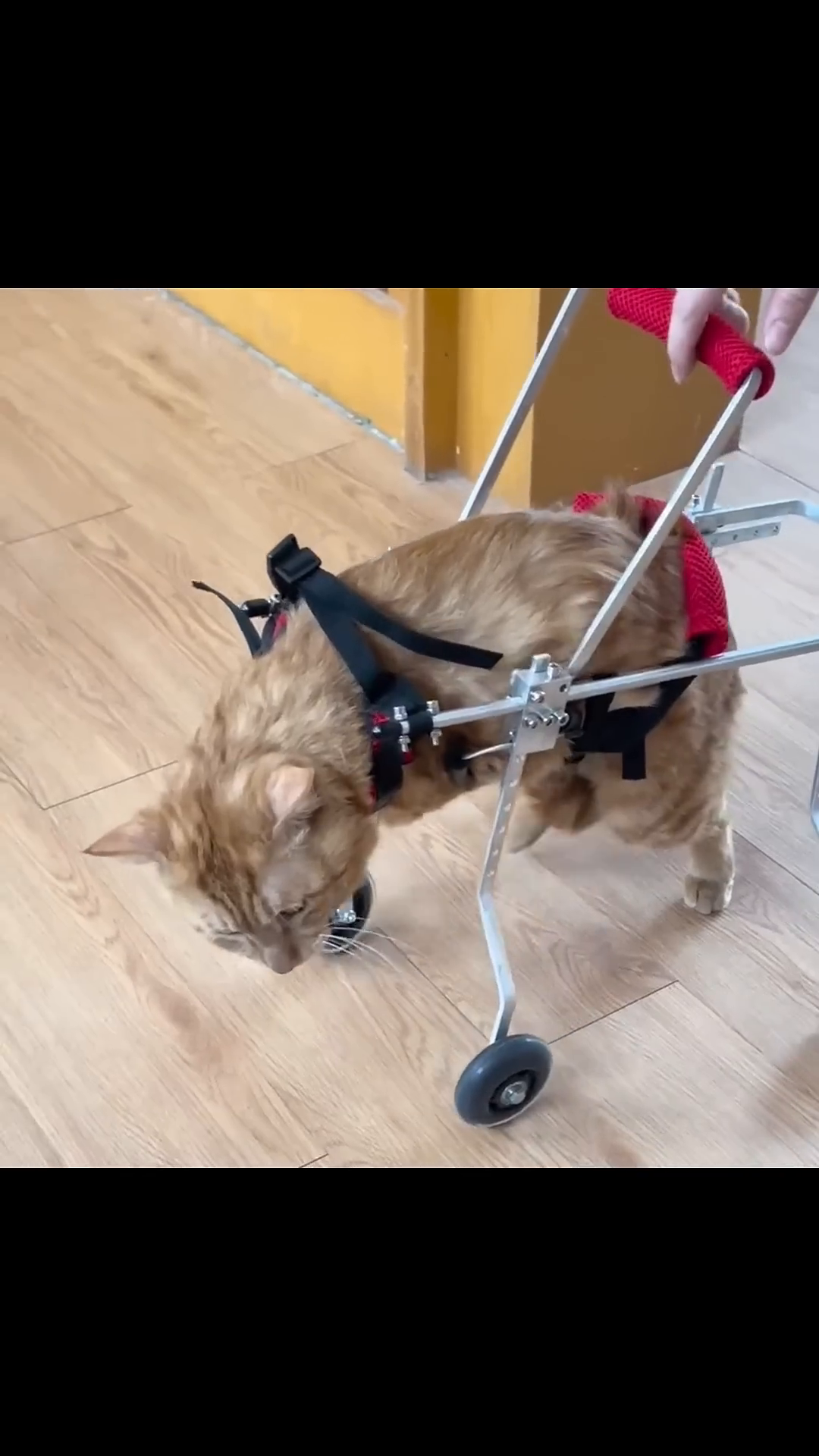 The ginger cat walking with the aid of a custom-made wheelchair.