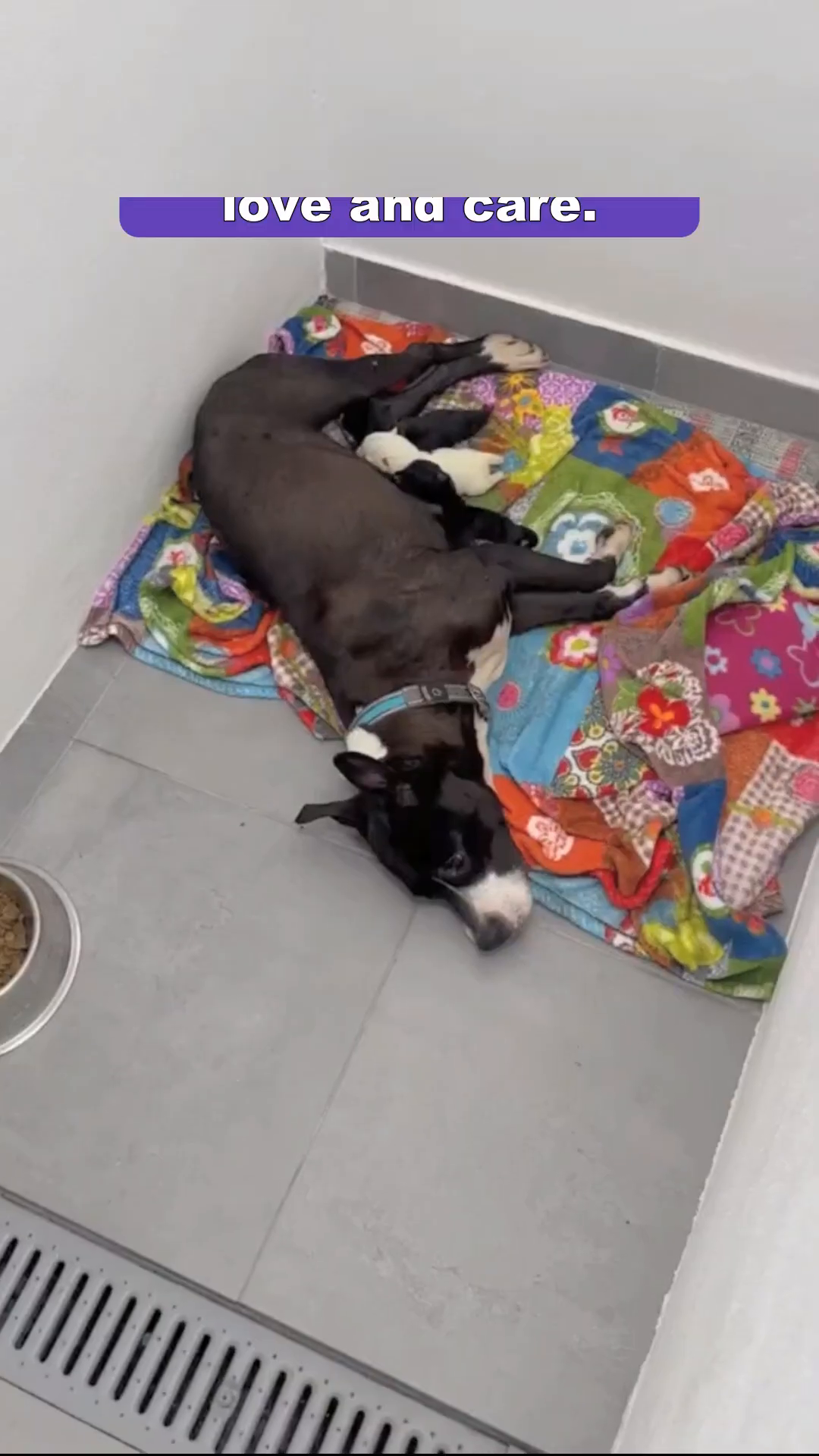 Several tiny puppies are nestled together on a colorful blanket.
