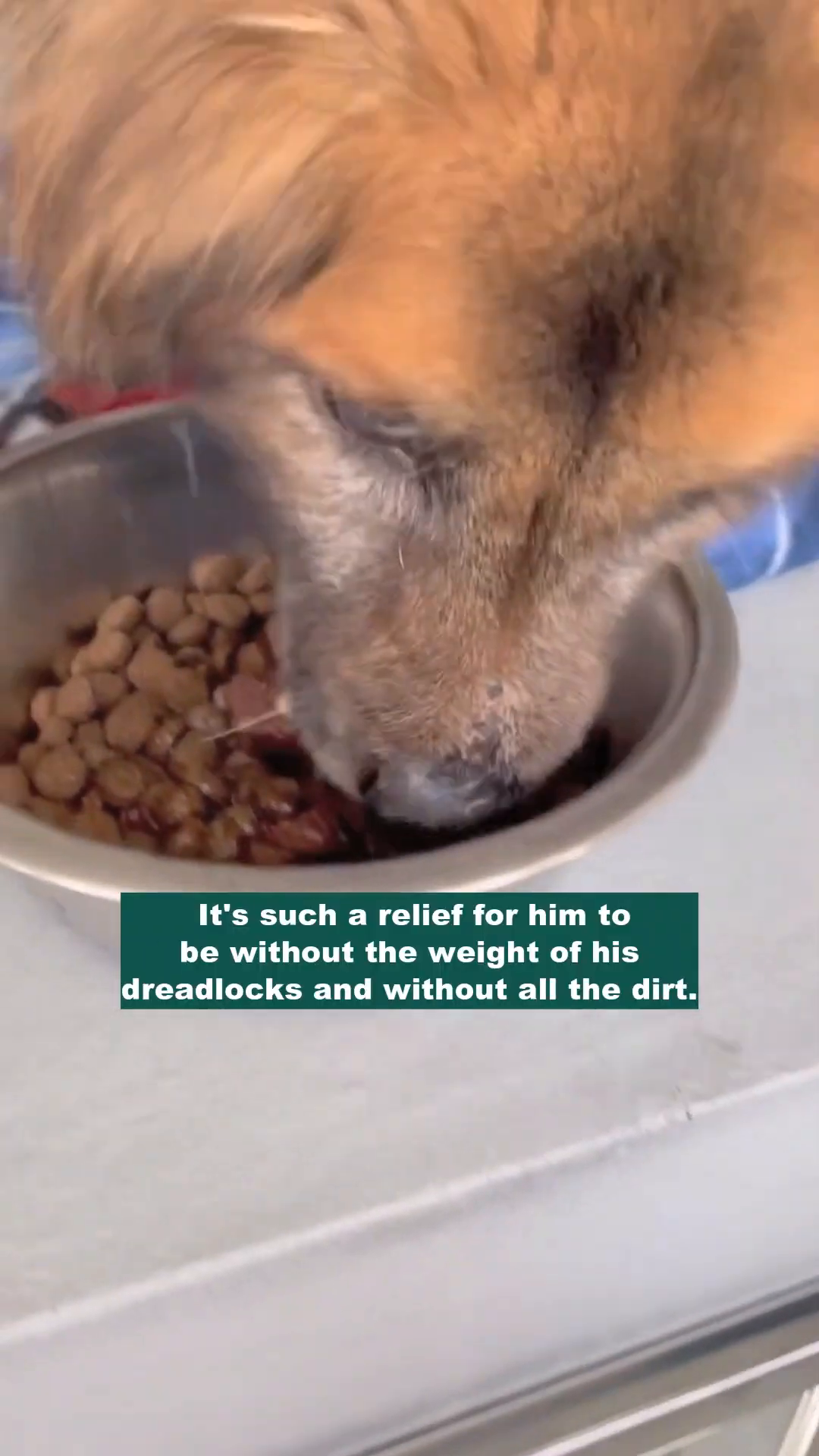 A dog being bathed in a grooming tub, with water and soap suds.