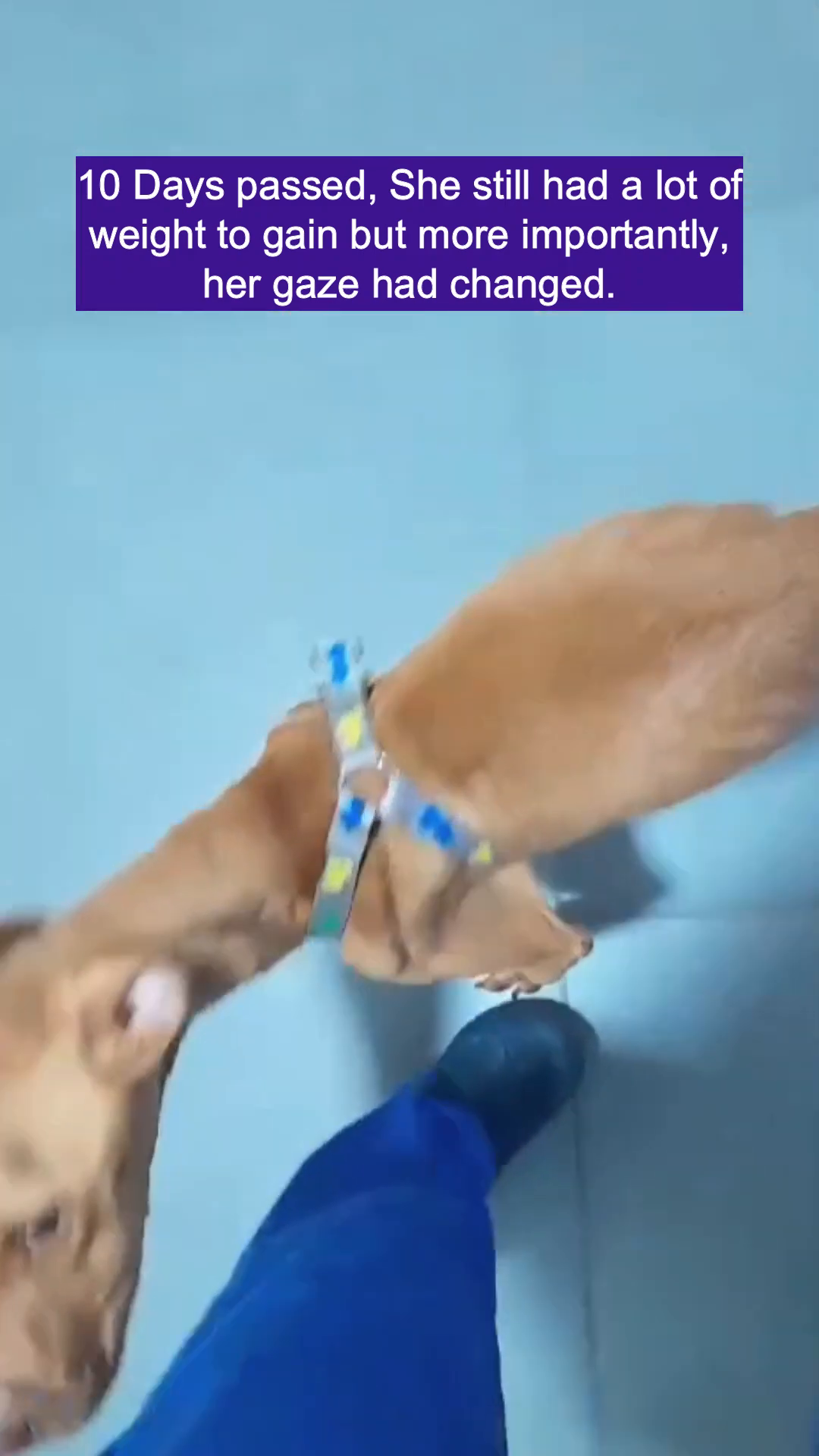 A brown dog looks up with brighter, more alert eyes, a hint of curiosity.