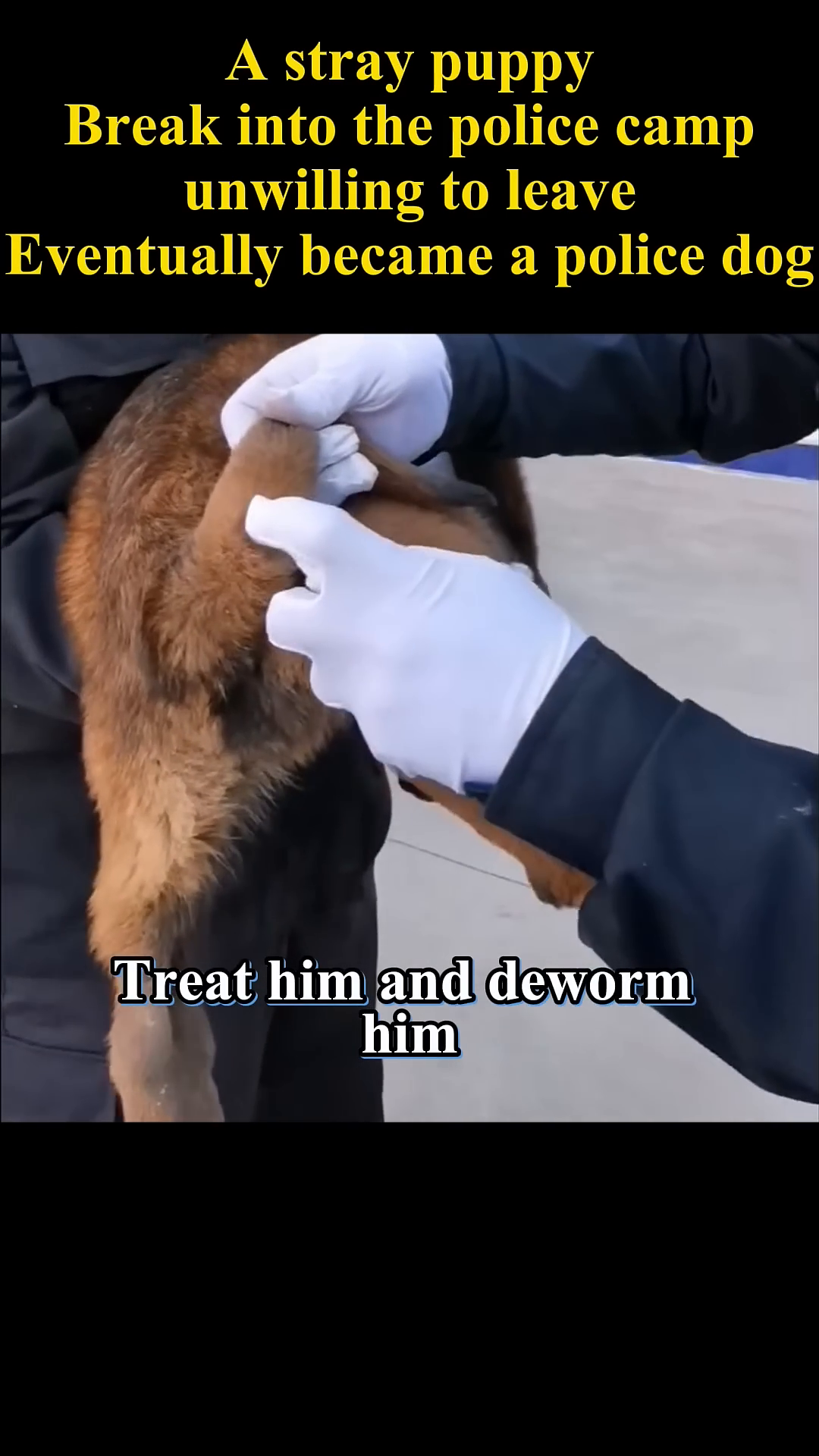 Hands in white gloves are shown treating the puppy's ear.