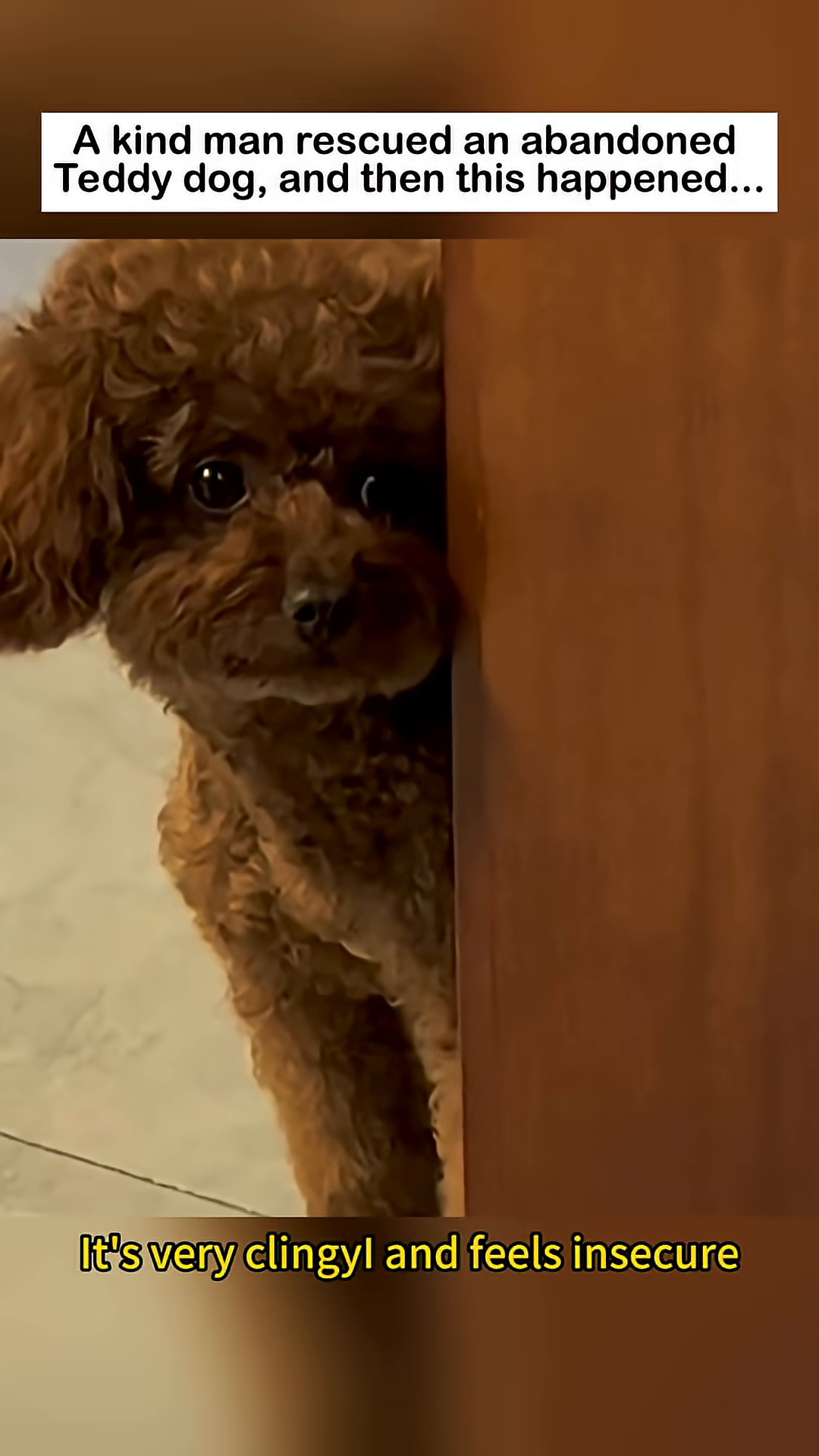 The teddy dog peeks out from behind a wooden surface, looking shy and insecure.