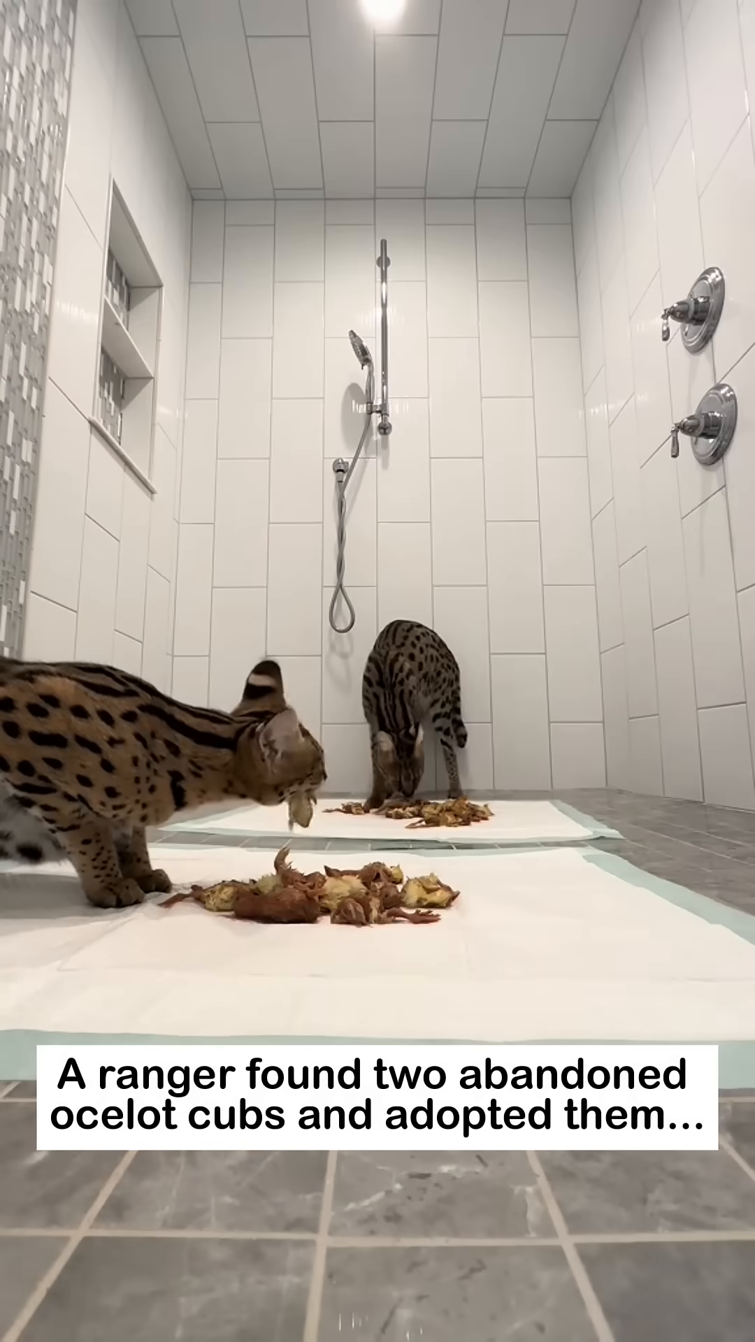 Two young ocelots playfully spar with each other, showing their growing strength.