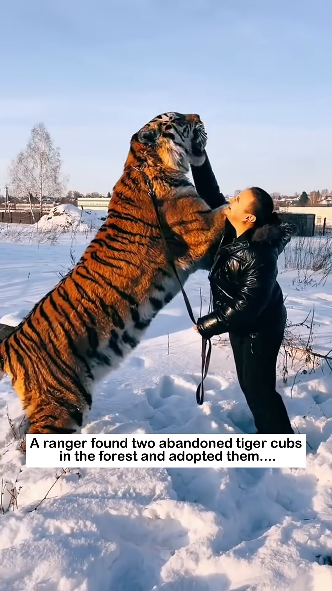 A ranger standing in the snow, with a large tiger standing on its hind legs and nuzzling his face.