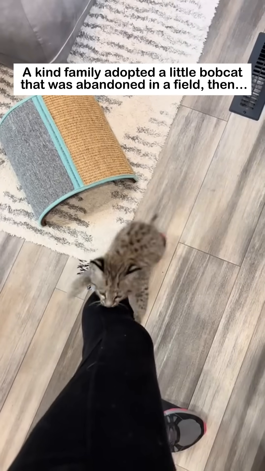 A bobcat kitten is playfully biting a person's foot, showing its growing comfort and playful nature.