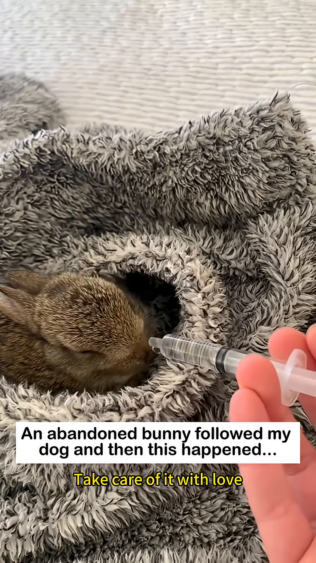A baby bunny is being fed with a syringe, nestled in a soft blanket.