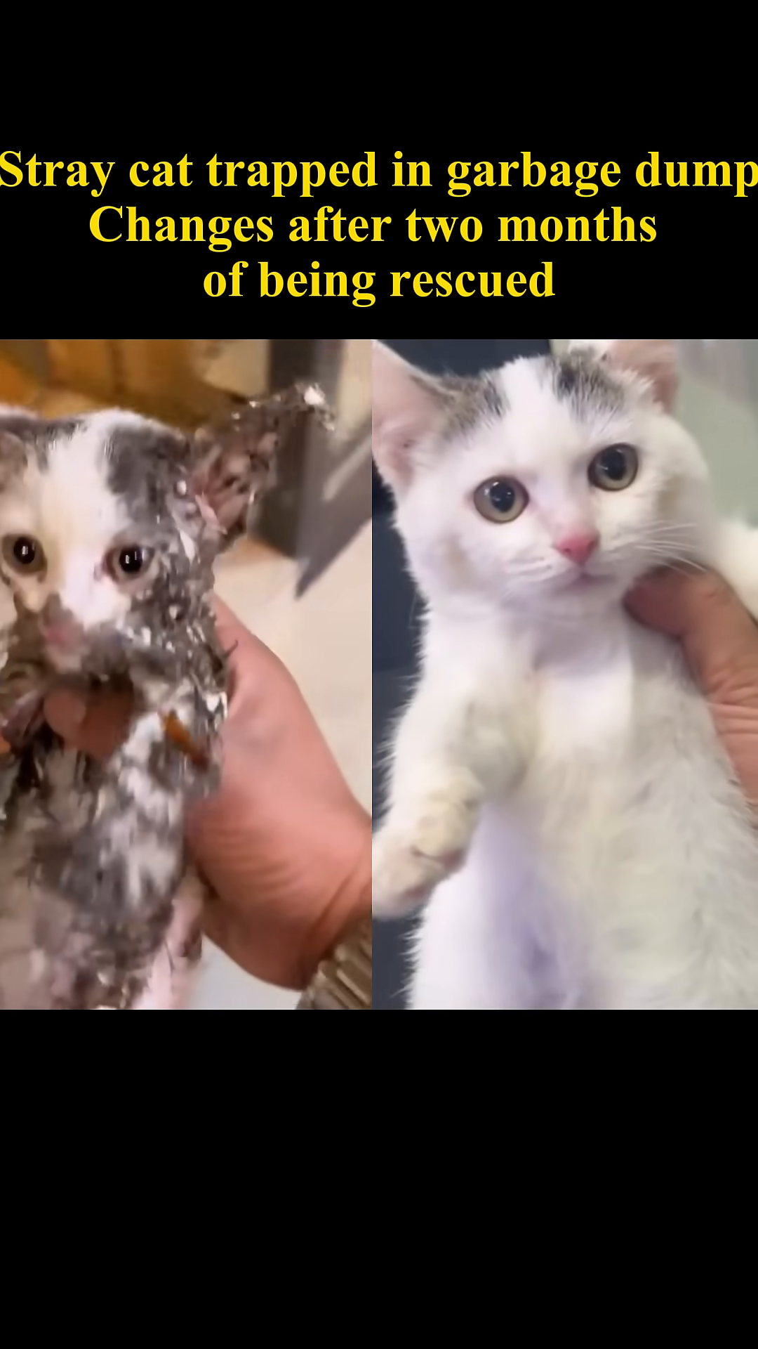 A split image shows the kitten before and after its rescue and care.