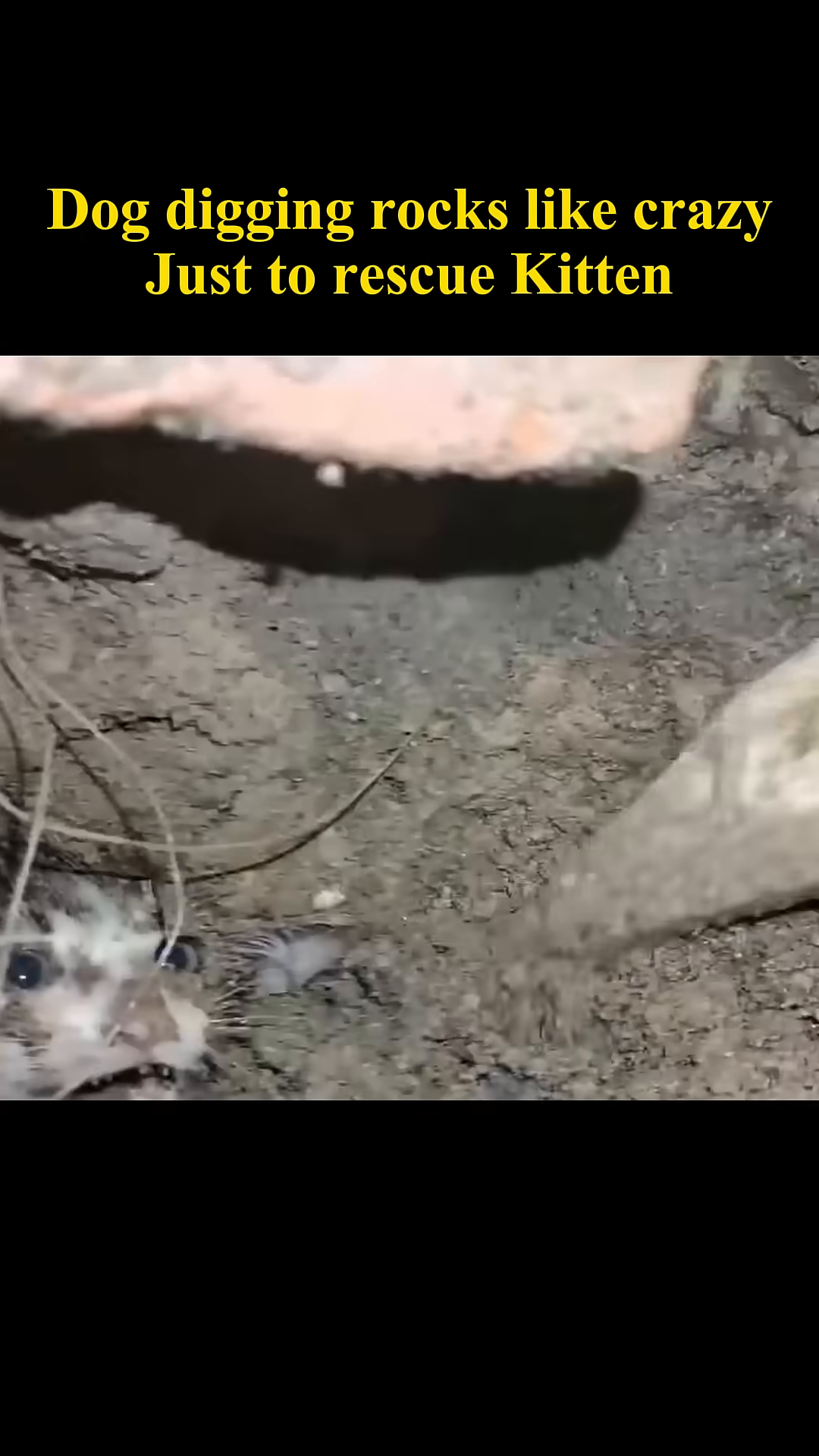 A small kitten peeking out from the dirt and rocks.