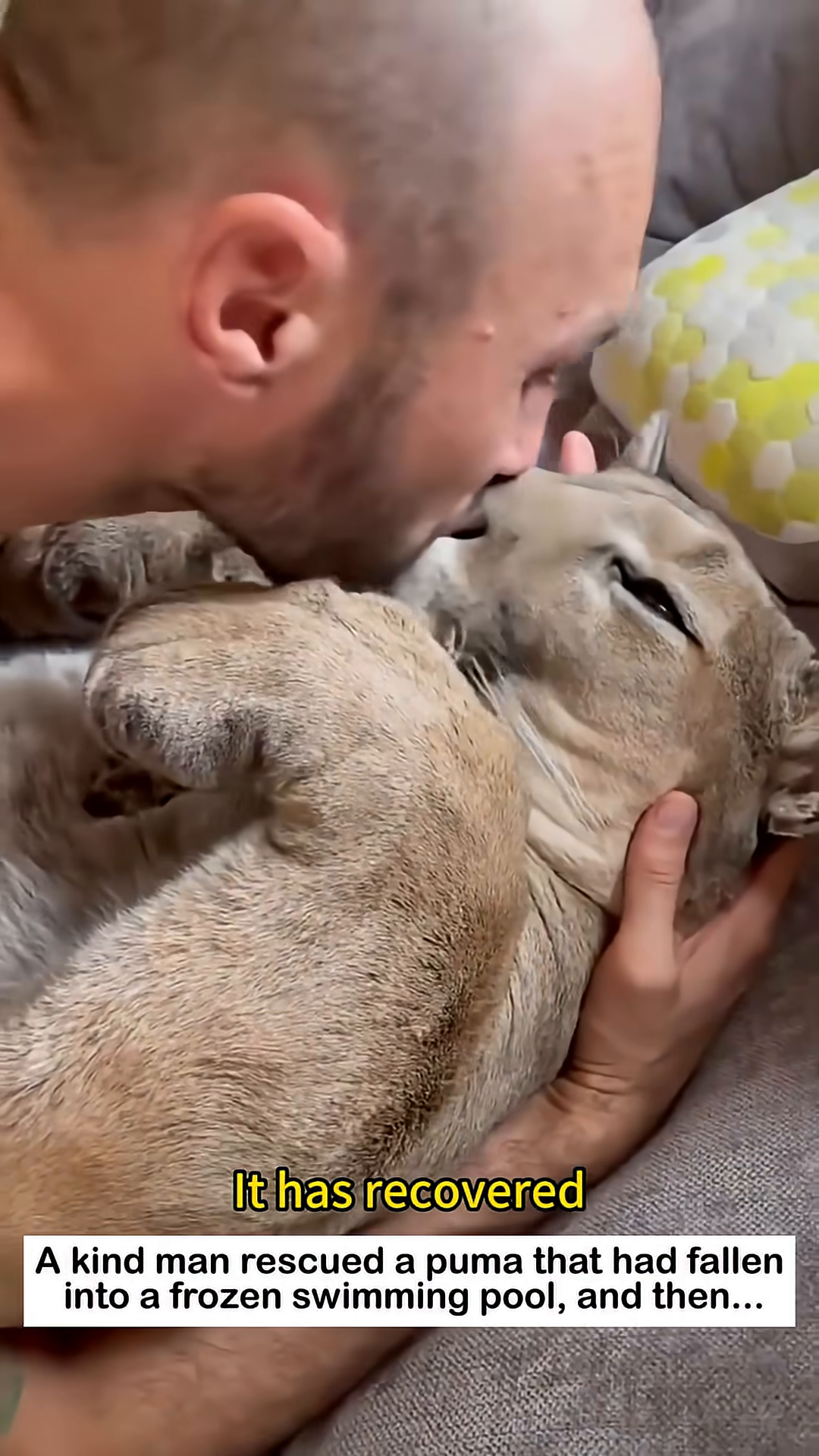 The man and the puma resting together, showing a deep bond.