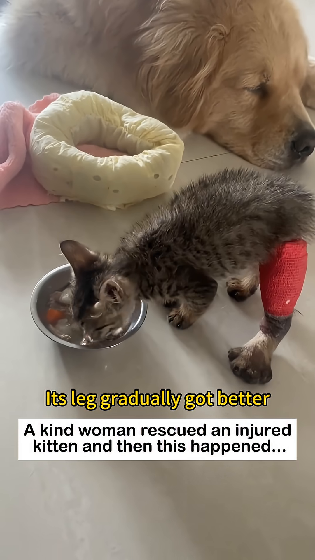 A kitten with a red bandage on its leg eats from a bowl.