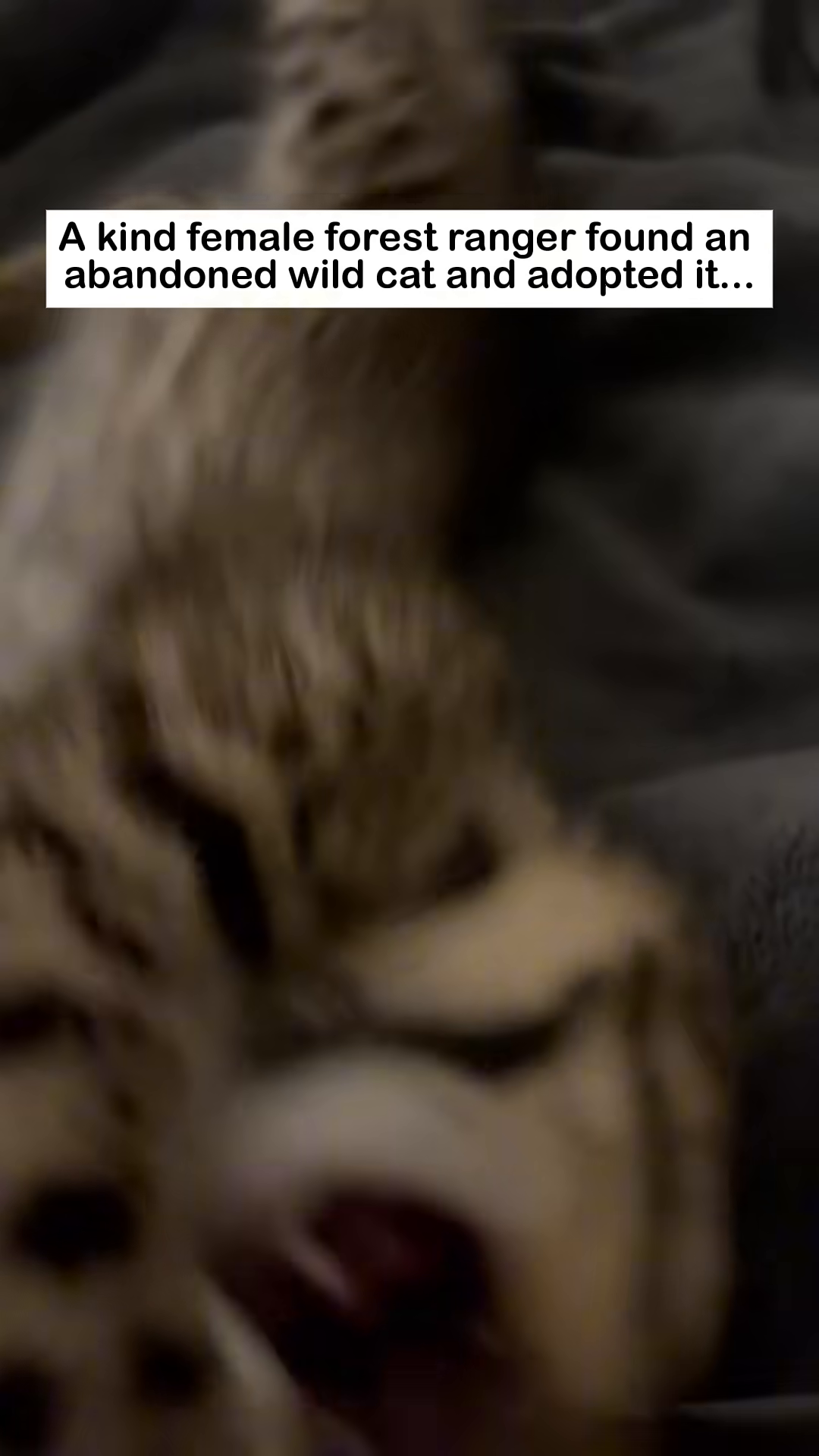 The wild cat kitten playfully interacts with the ranger, showing trust.