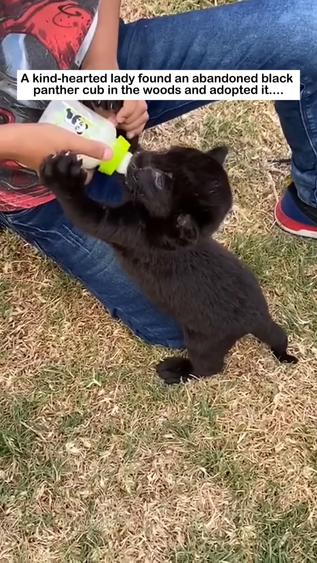 A black panther cub playfully explores a grassy area.
