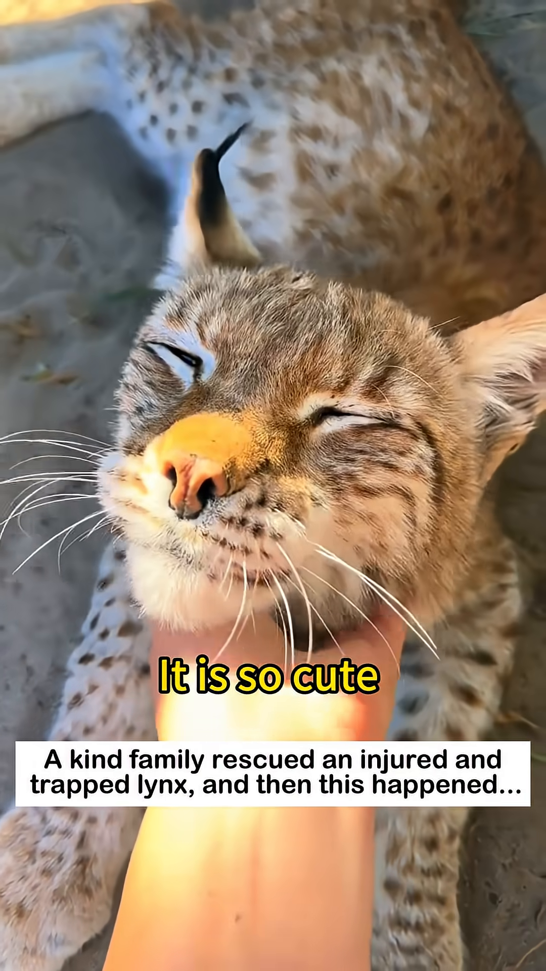 A person is gently petting a lynx, which is leaning into the touch with its eyes closed.