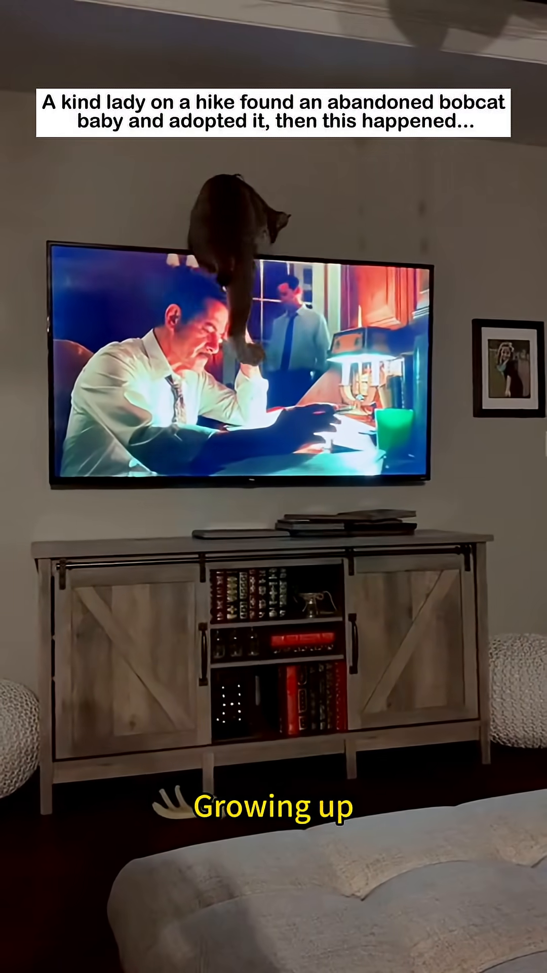 The bobcat is seen climbing on top of a television.