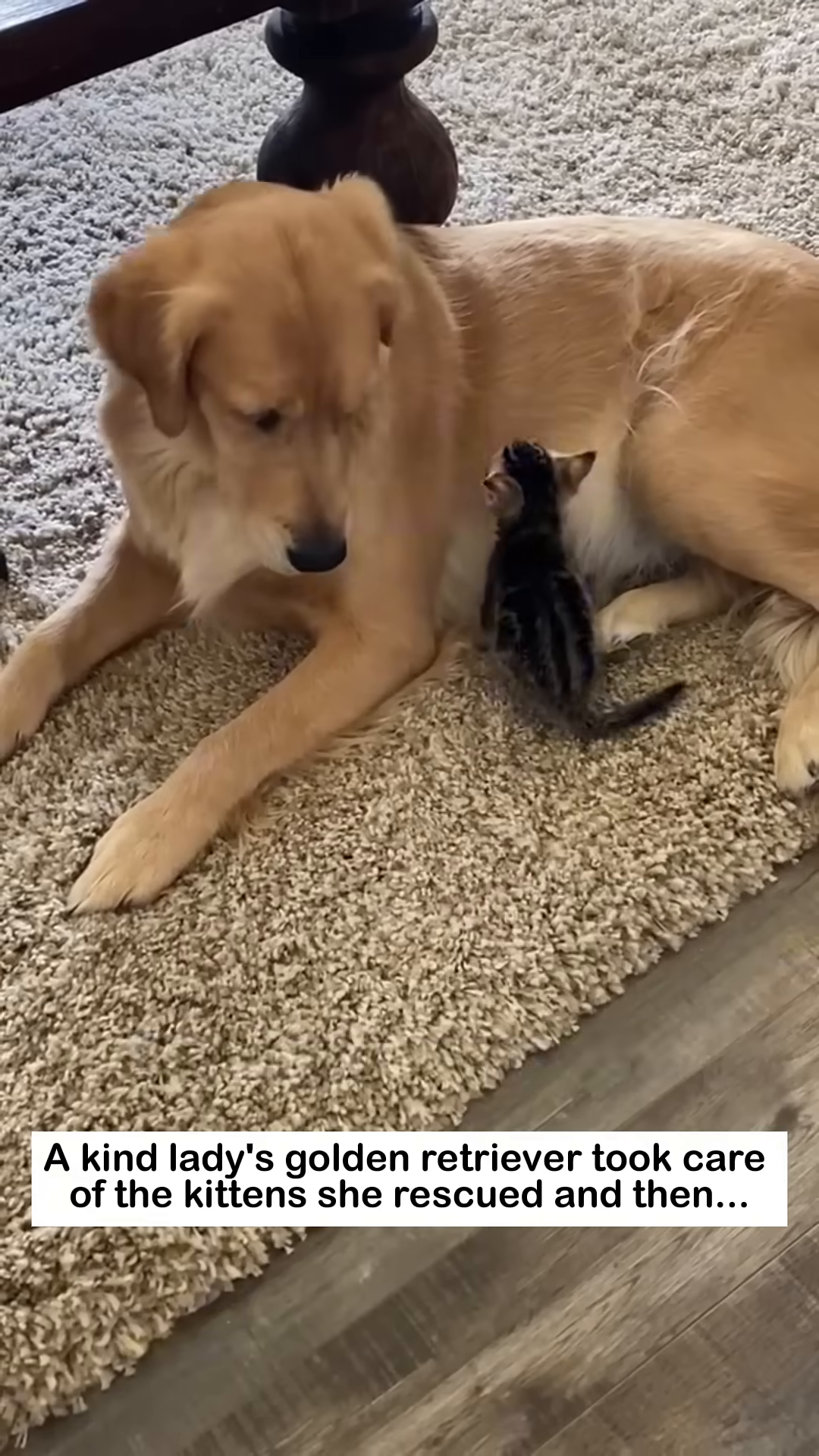 A Golden Retriever watches patiently as a kitten drinks milk.