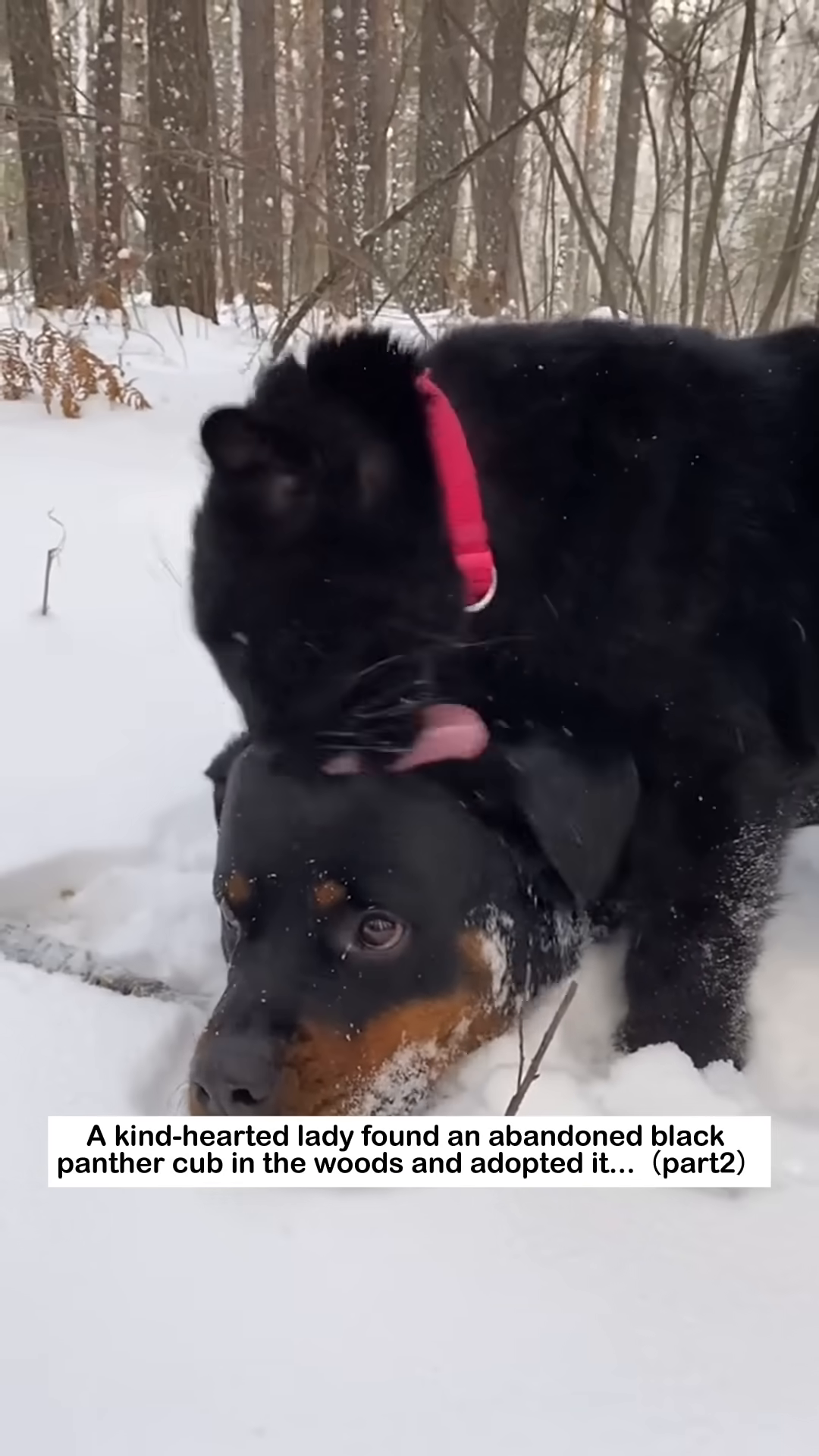 A black panther and a Rottweiler playfully tumble in the snow.