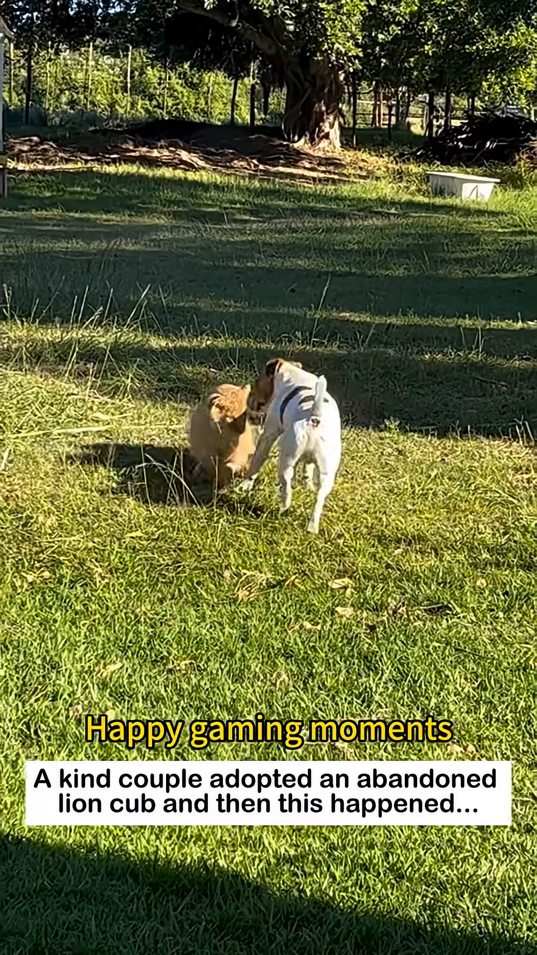 The lion cub playfully interacting with a dog outdoors.