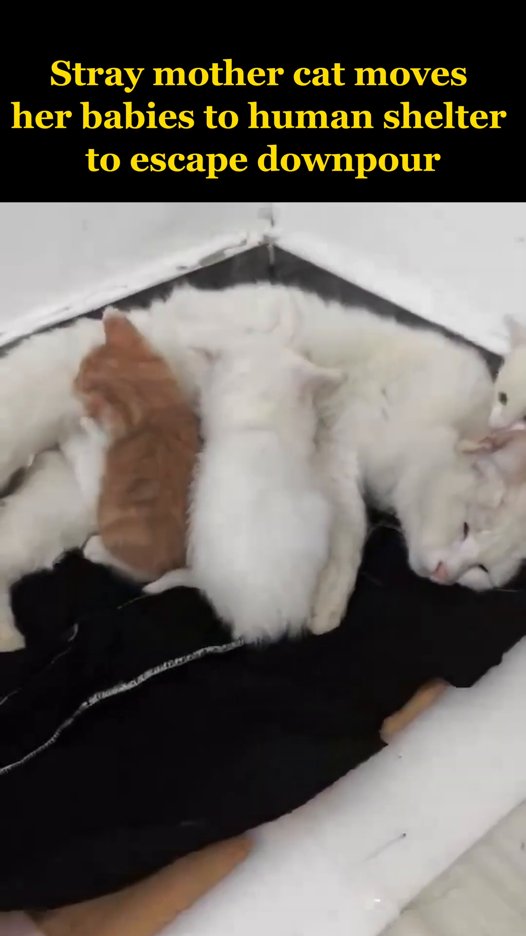 The mother cat and her kittens are huddled together in a dry, safe place.
