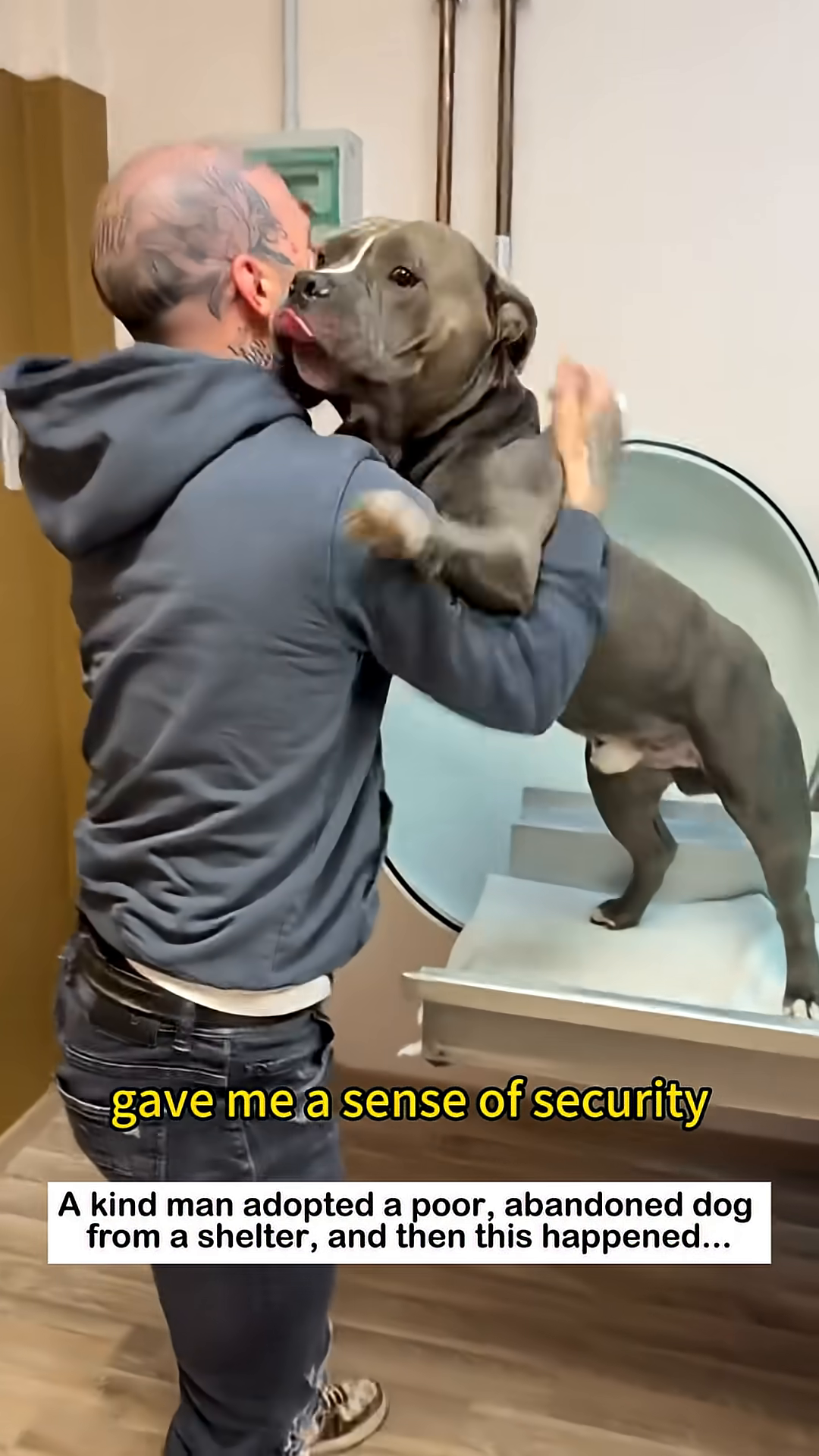 A man and a bully dog are playing, both showing signs of joy and happiness.