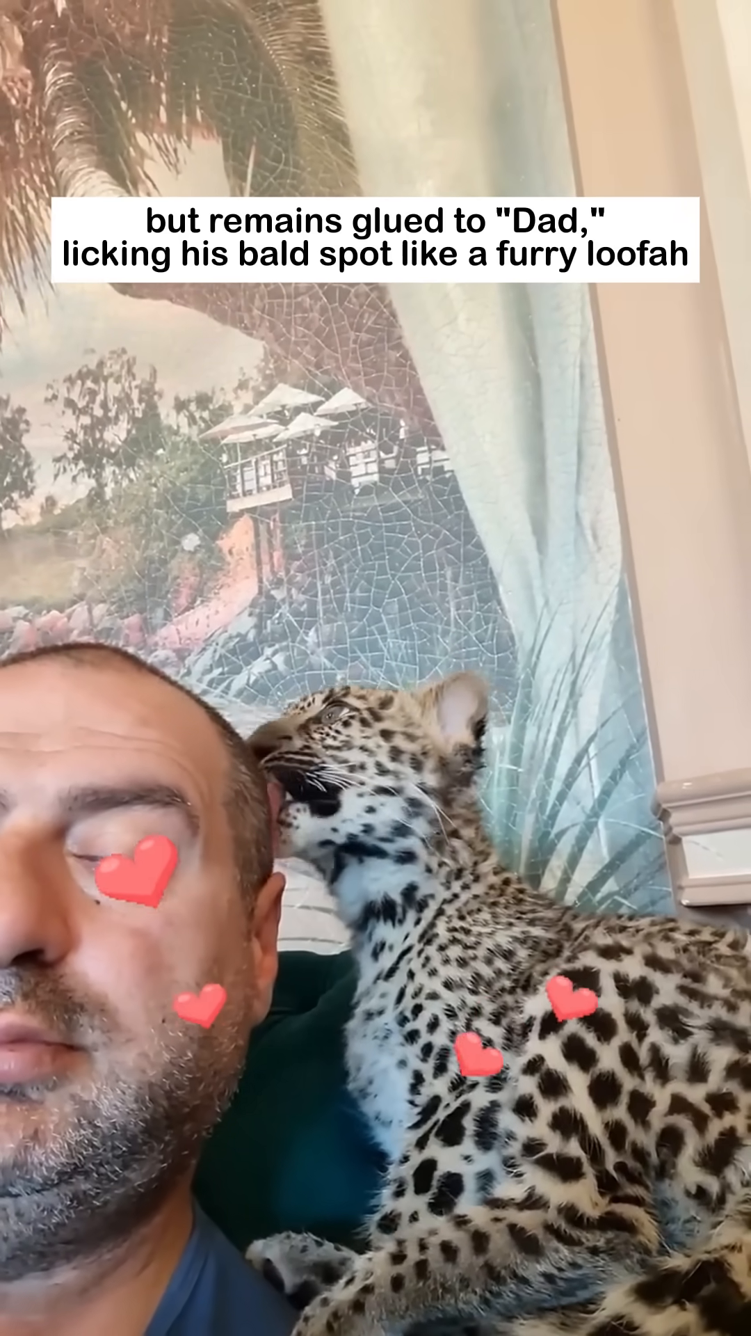 A jaguar cub licks the head of its human "Dad."