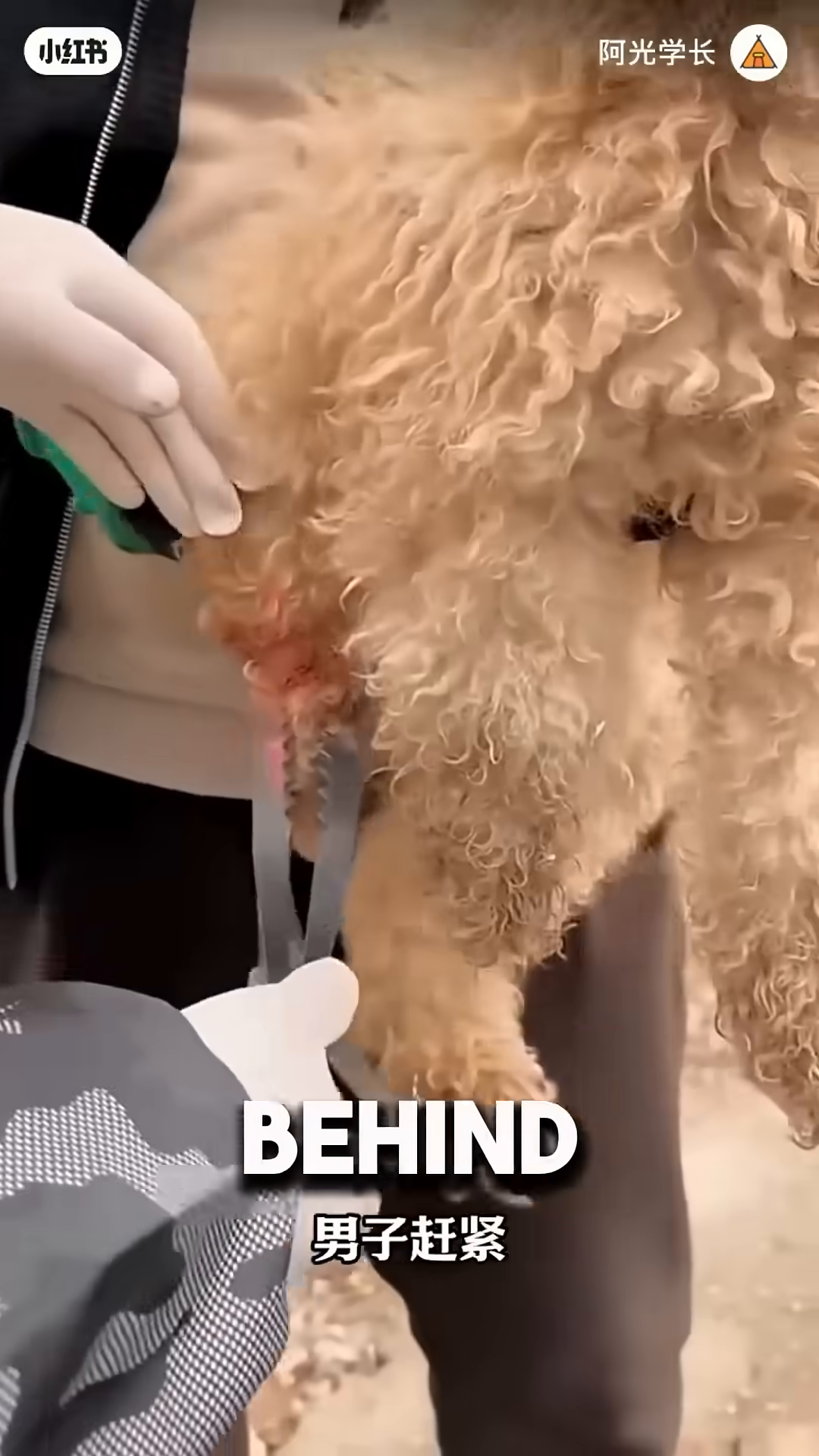 Hands wearing white gloves are carefully working to remove a metal trap from a dog's leg.