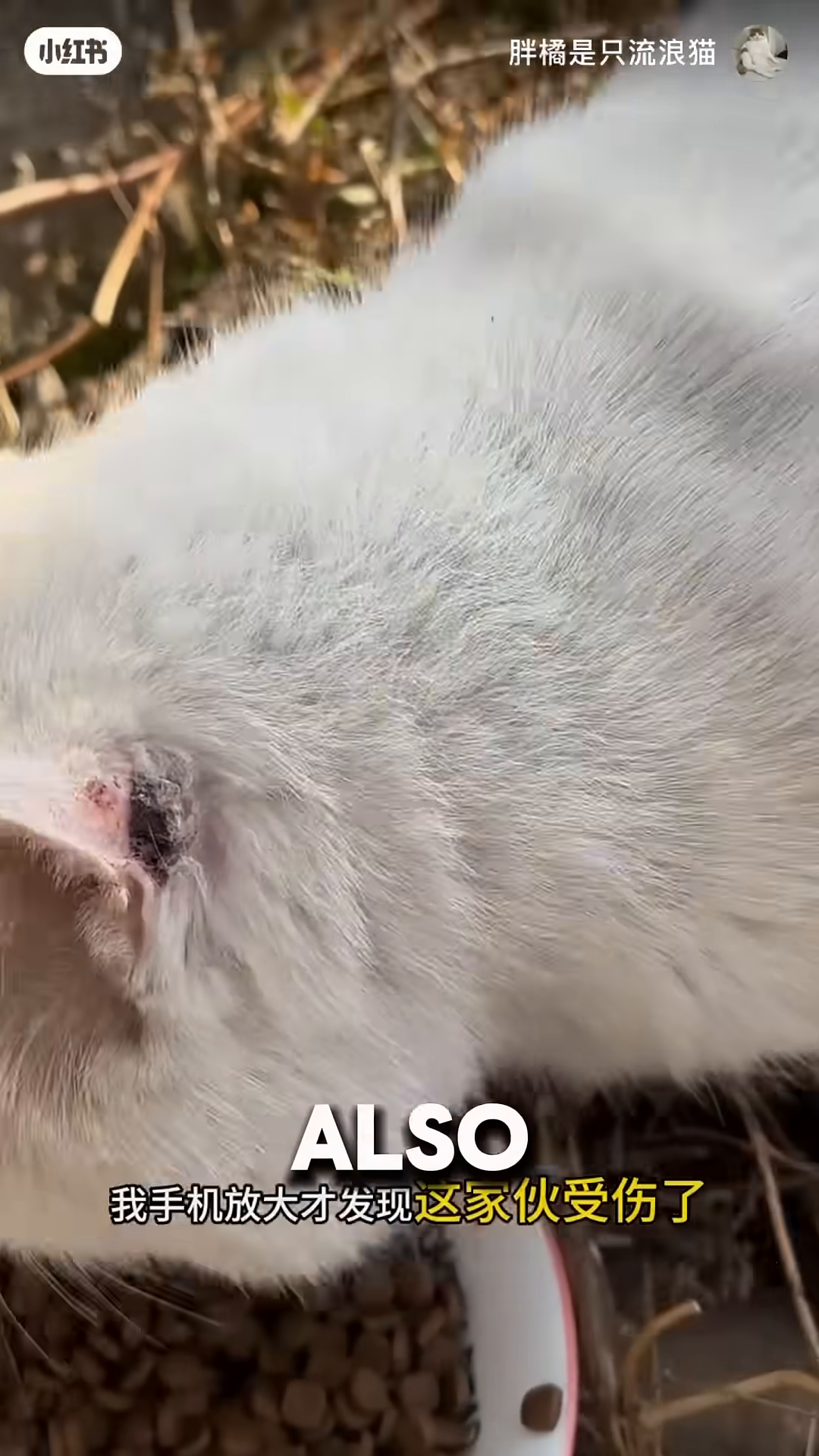 Close-up of a white cat's head, showing a torn and injured ear.