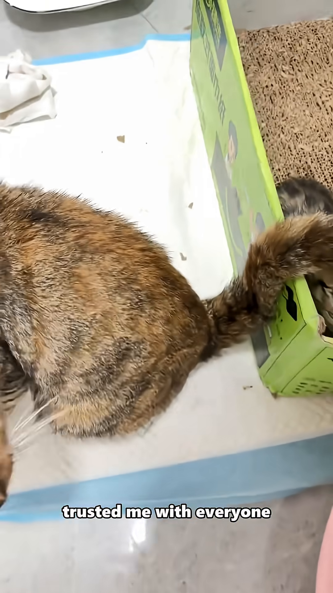 A hand gently petting a mother cat nestled with her kittens.