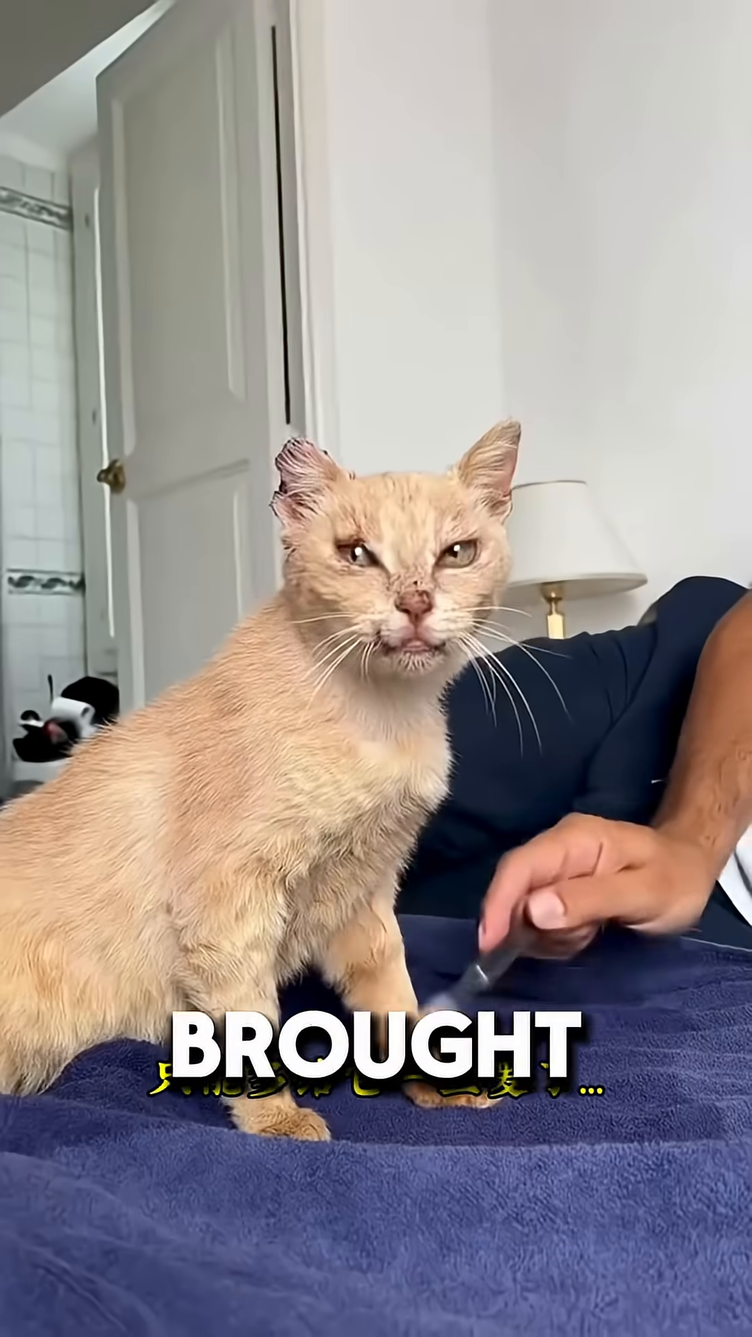 The cat is being examined by a veterinarian in a clinic setting.