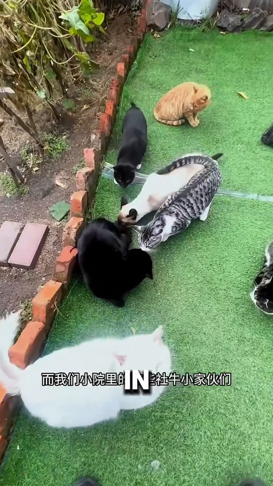 Several cats of different colors gathered on artificial grass, looking at each other.