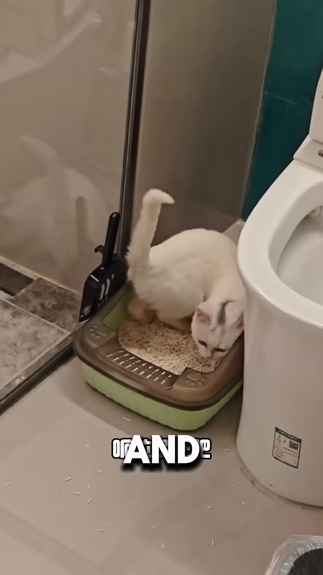 A white kitten is inside a carrier, looking out with a slightly distressed expression.
