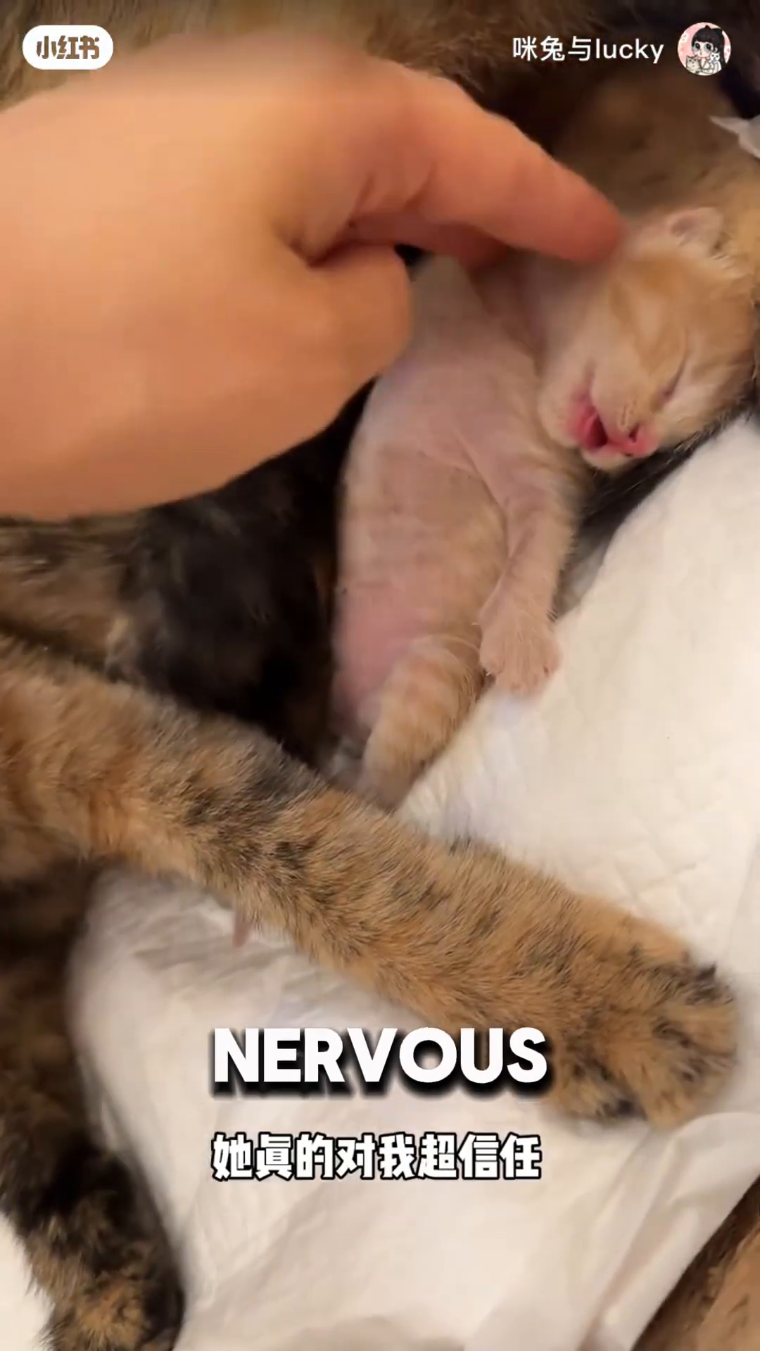 A woman's hand gently pets a sleeping kitten while the mother cat watches.