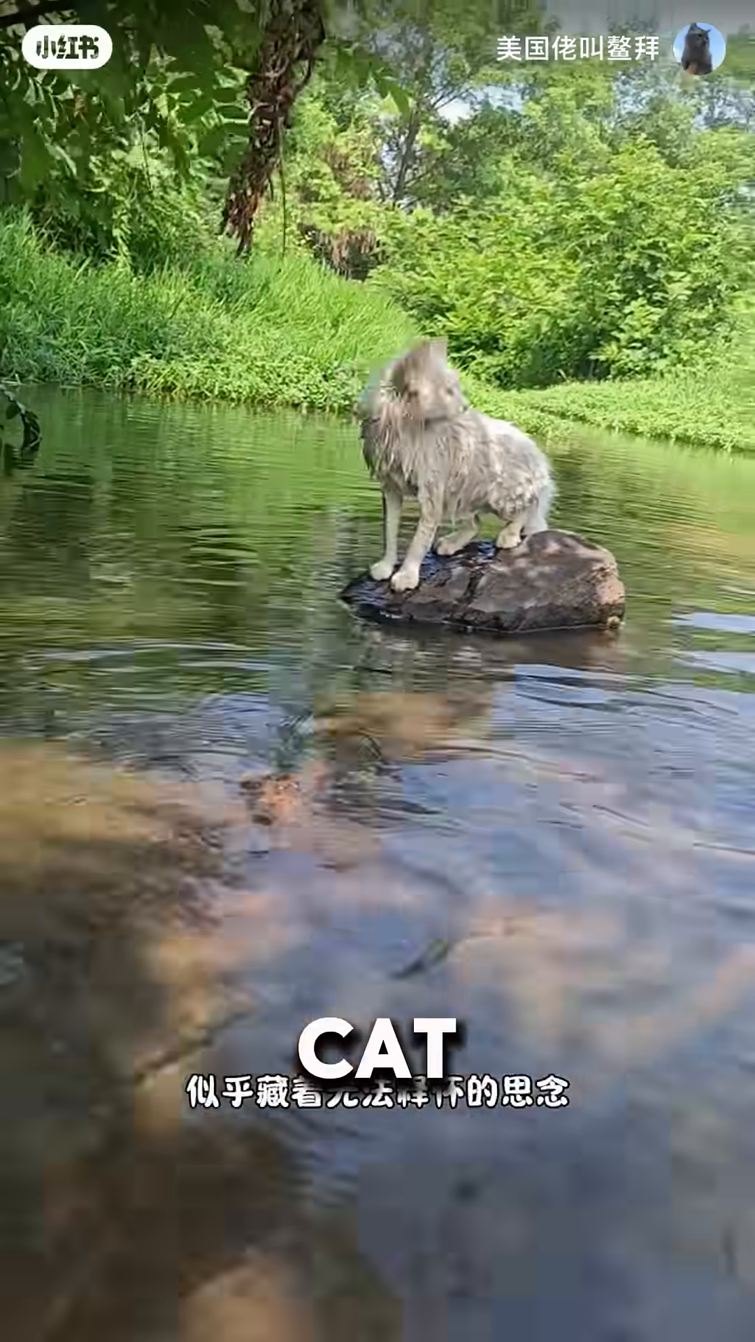 A white cat is eating from a small bowl placed on the ground.