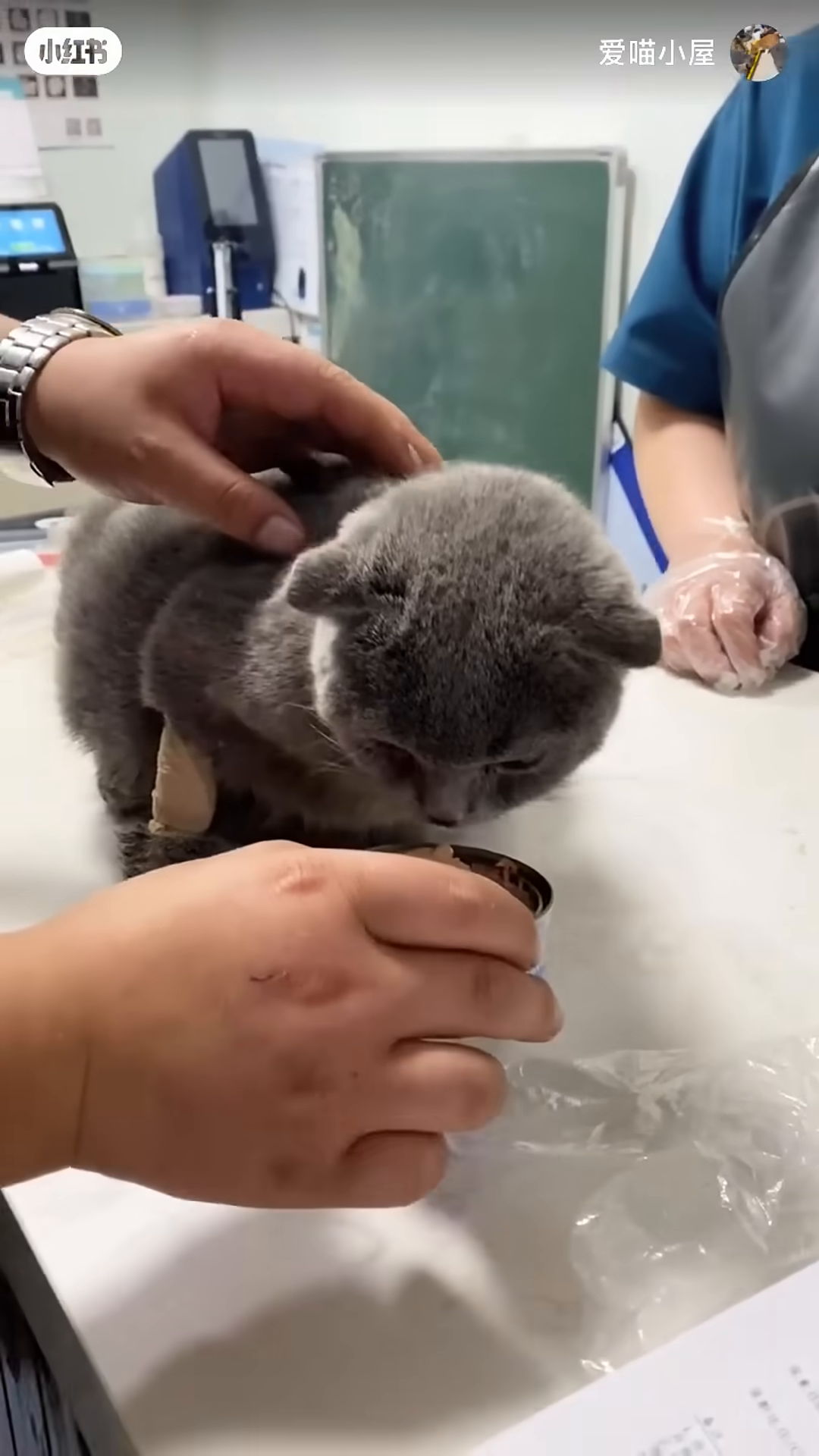A can of cat food is offered to the weak cat.