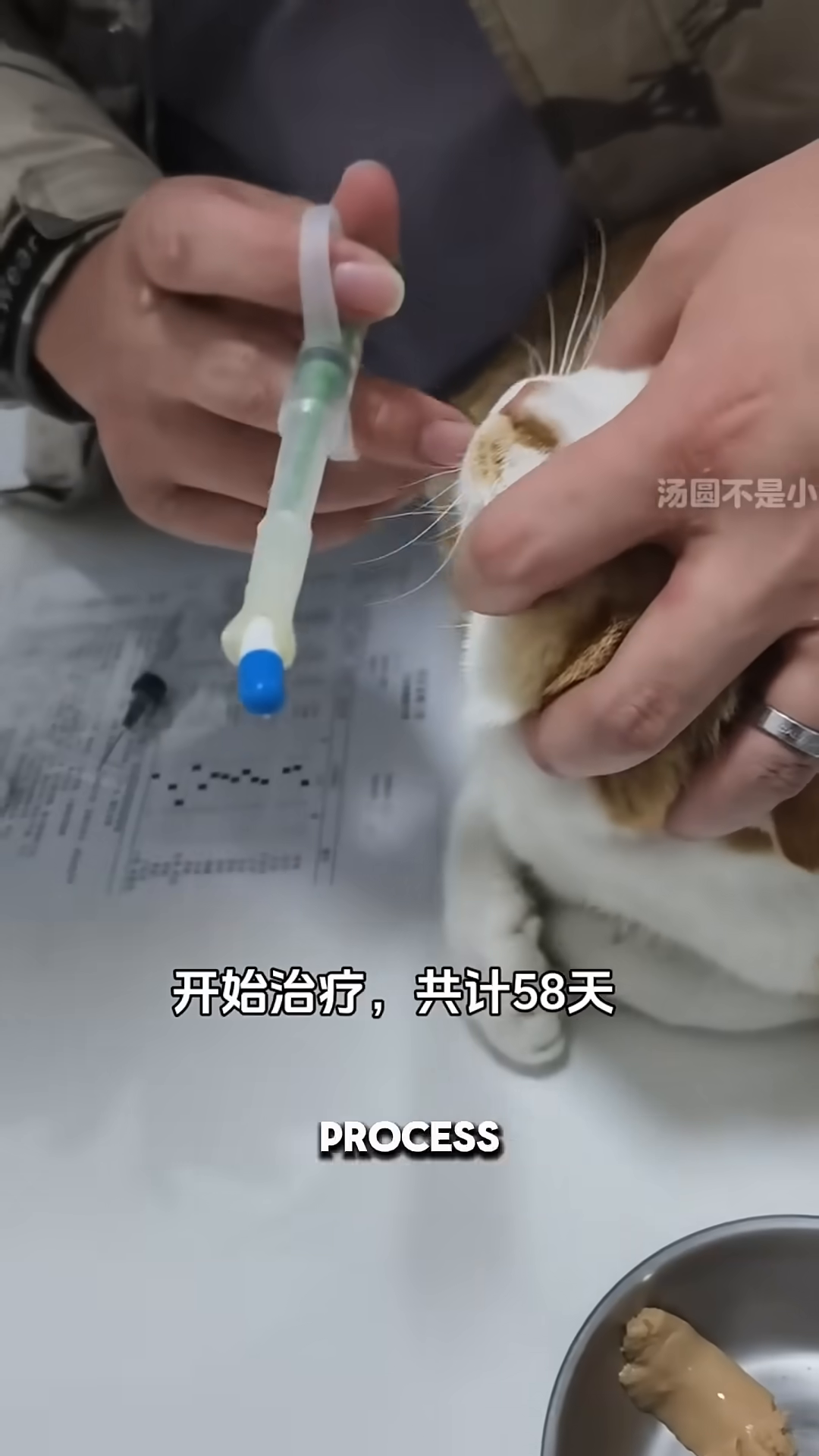 A vet administers an injection to the cat.