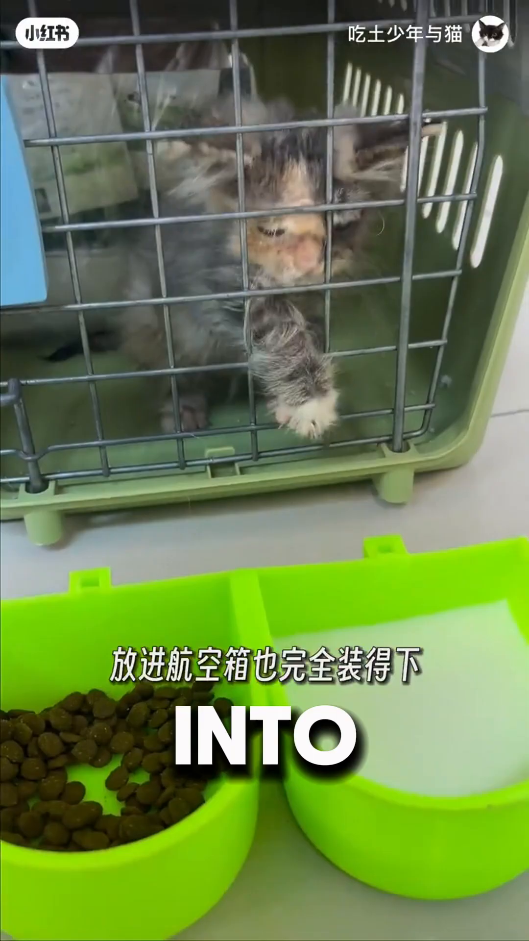 The kitten is in a small pink cage, looking a bit timid.