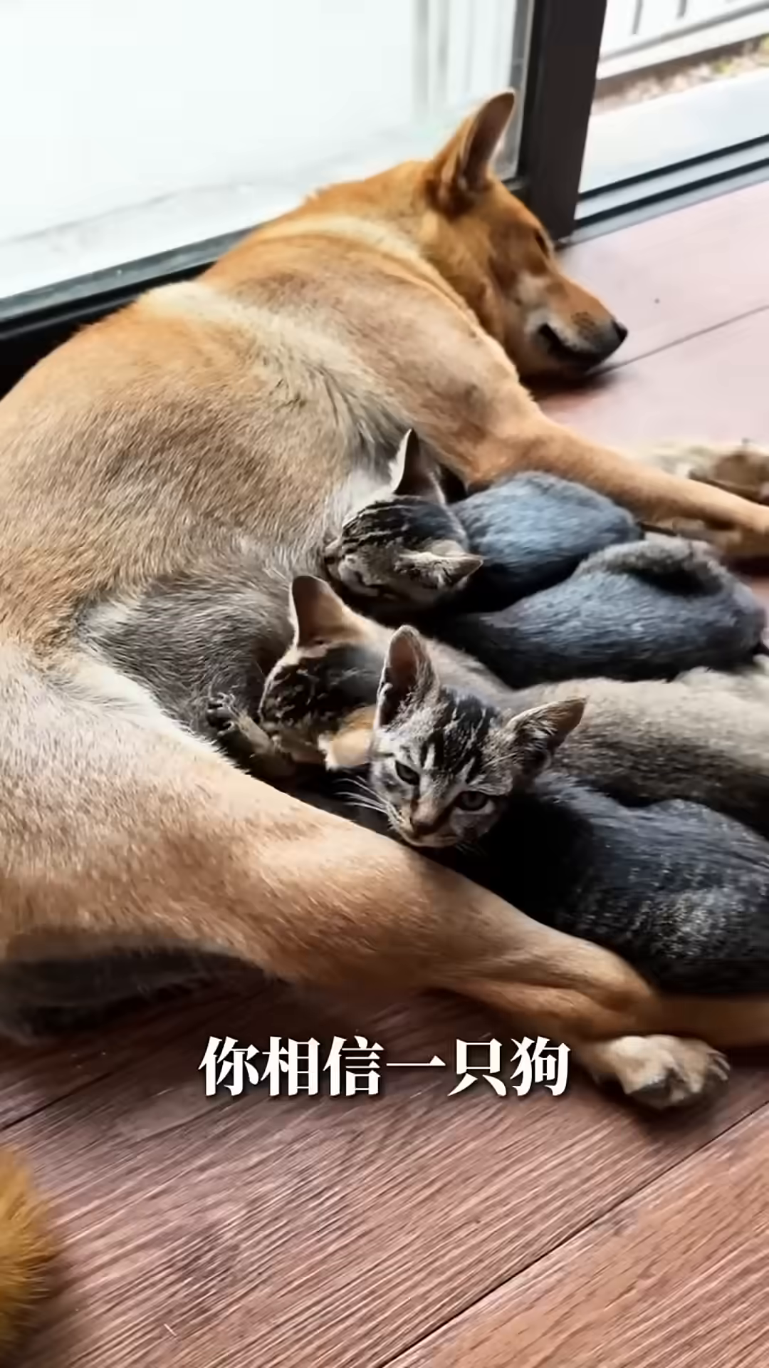 A dog is lying down, and several small kittens are snuggled up to her, nursing.