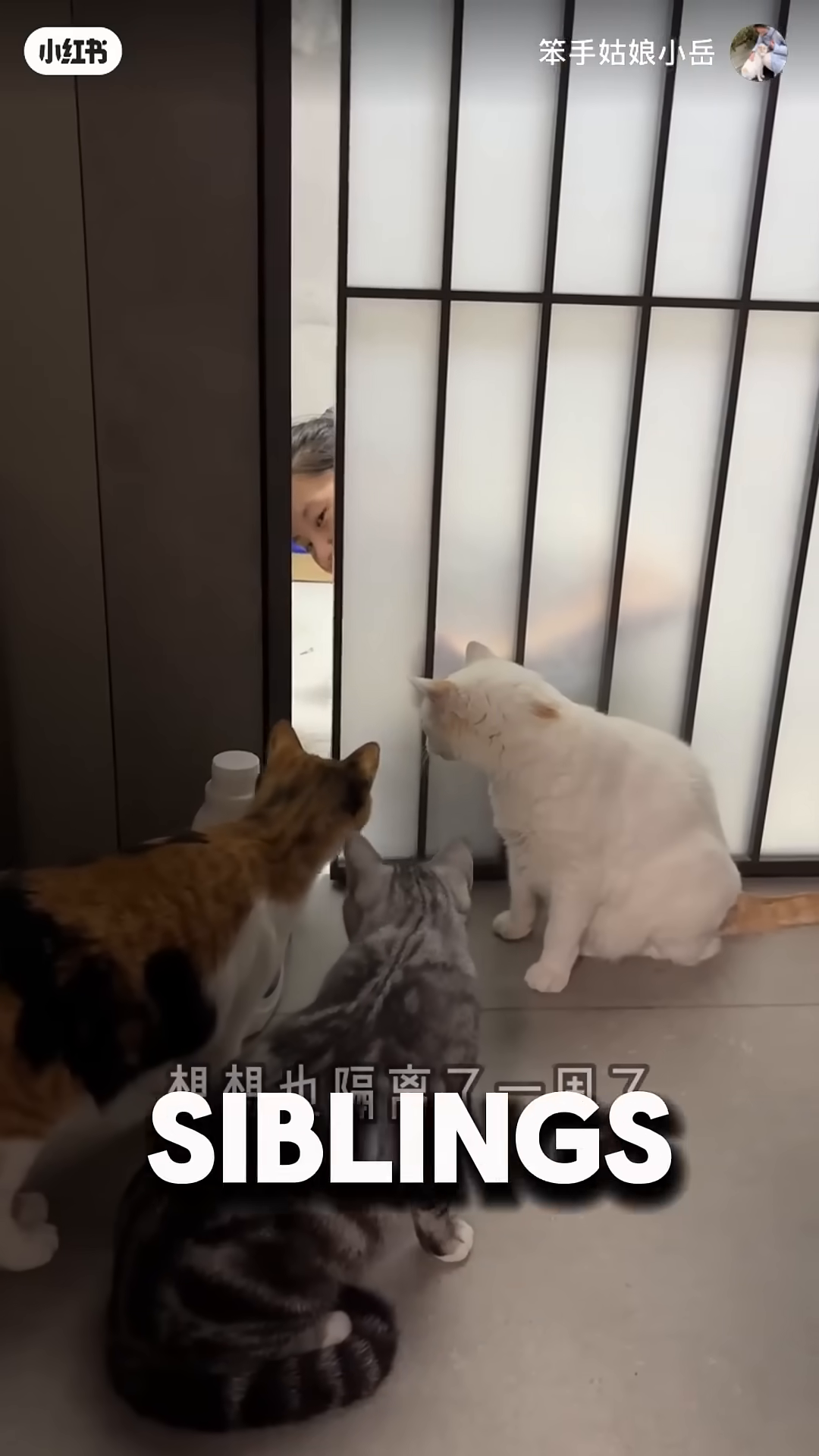 Mr. Toast meets his new cat siblings through a barrier.