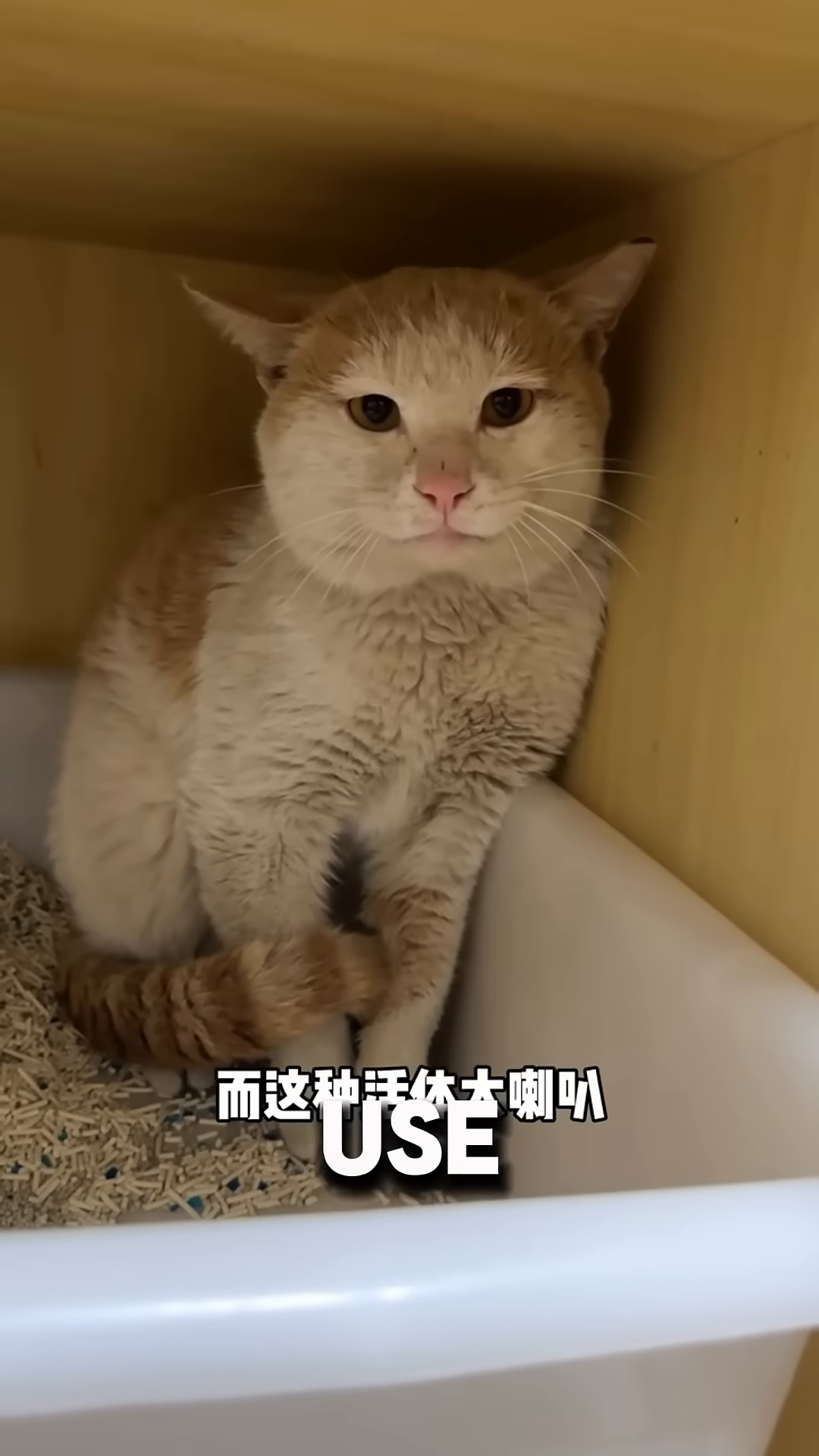 A ginger and white cat is sitting in a litter box, meowing loudly with its mouth wide open.