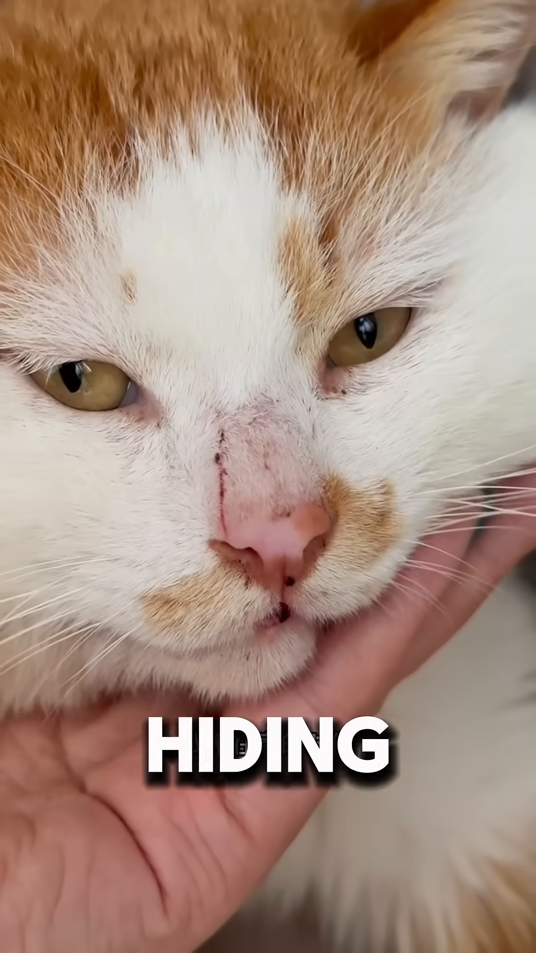 A close-up of an orange and white cat's face, showing injuries on its nose and around its eye.