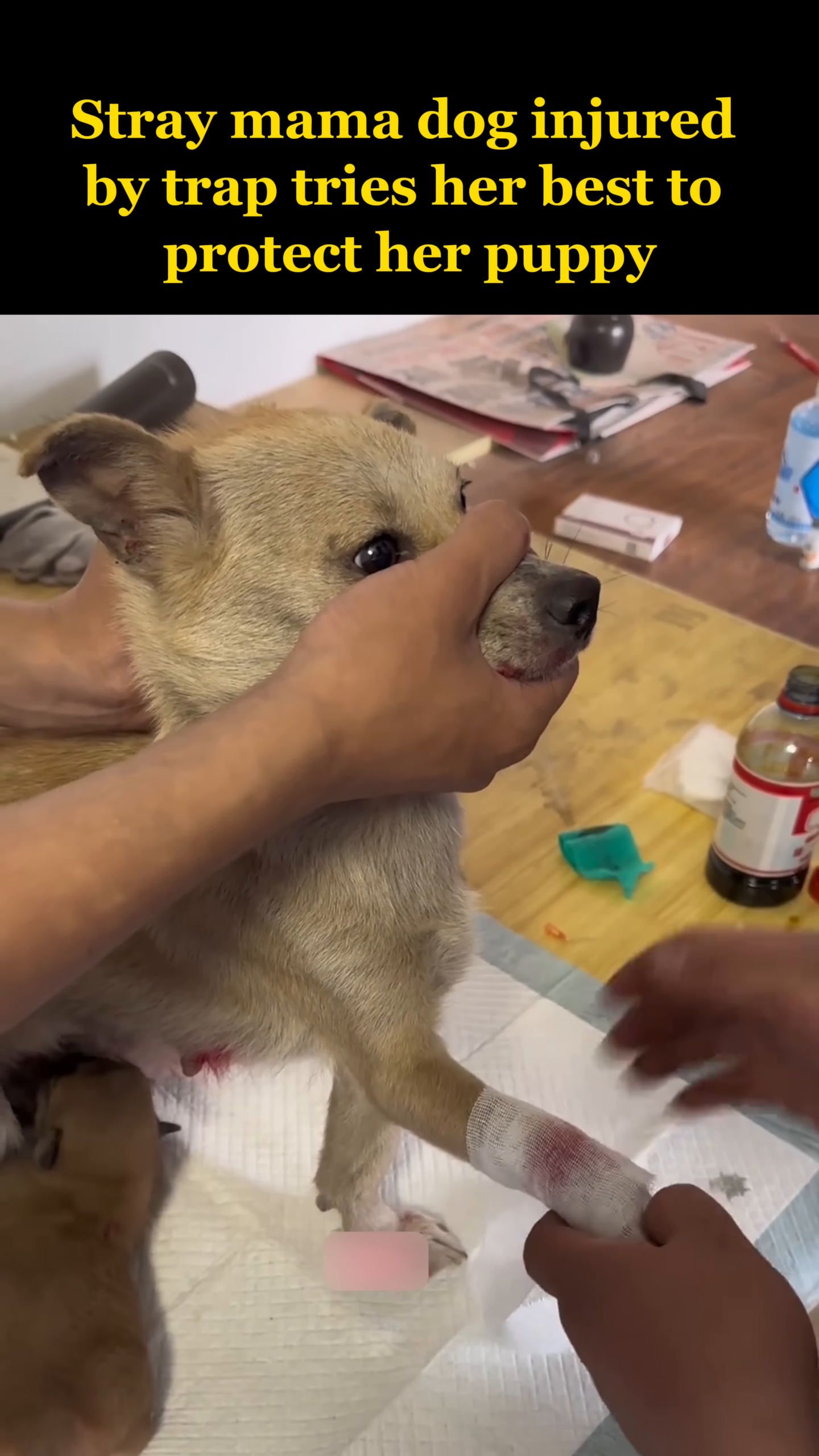 The mama dog's injured leg is bandaged, with her puppy snuggled close.