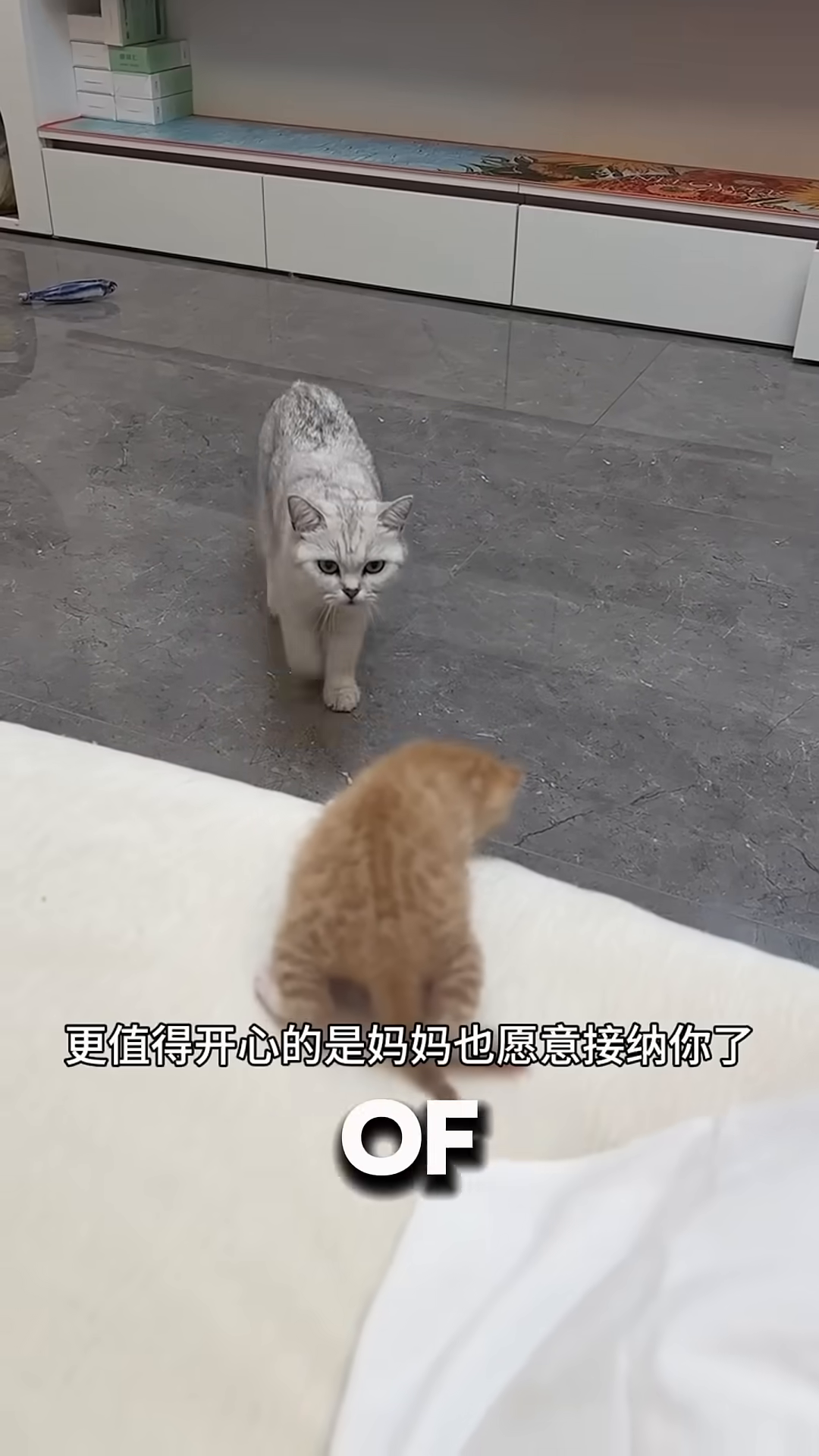 A mother cat is nudging a tiny orange kitten, beginning to accept it.